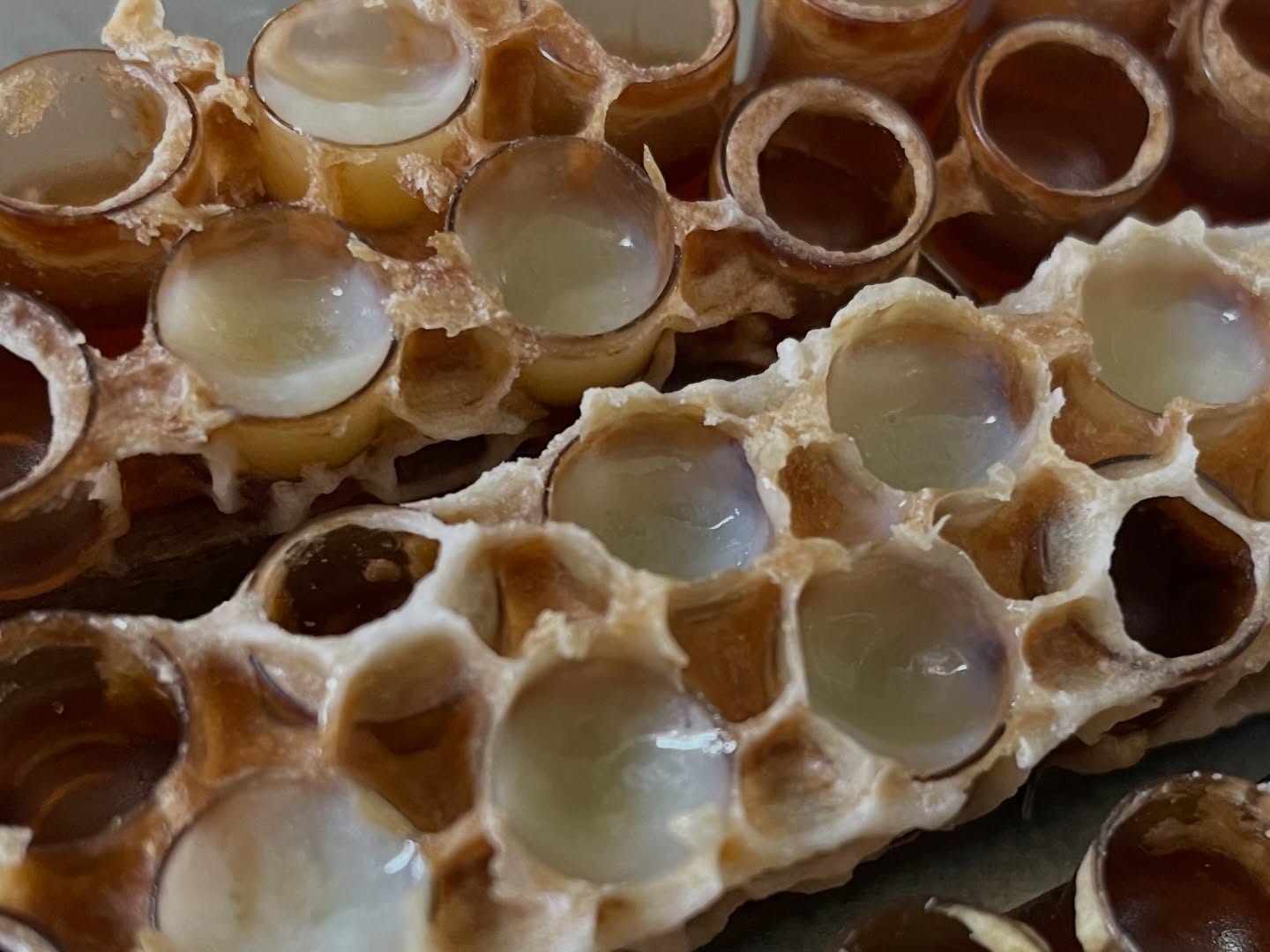 Nouvelle saison lancée 🌼🐝
Et avec elle… le début de la production de gelée royale ✨
Une production technique, exigeante, qui demande précision, patience et une grande attention à chaque détail. Rien n’est laissé au hasard, chaque geste compte pour obtenir un produit aussi précieux que délicat.
Cette année, je prends mes marques…
J’ajuste, j’observe, j’apprends. Je ne cherche pas la quantité, mais à poser des bases solides, à construire quelque chose de maîtrisé et à me perfectionner pas à pas.
Un travail de l’ombre, minutieux, au rythme des abeilles… mais quelle fierté de voir cette nouvelle étape prendre vie 🐝💛
La saison ne fait que commencer, et elle s’annonce déjà intense… et passionnante.
#geleeroyale #nouvellesaison #rucher #potionmagique #abeilles