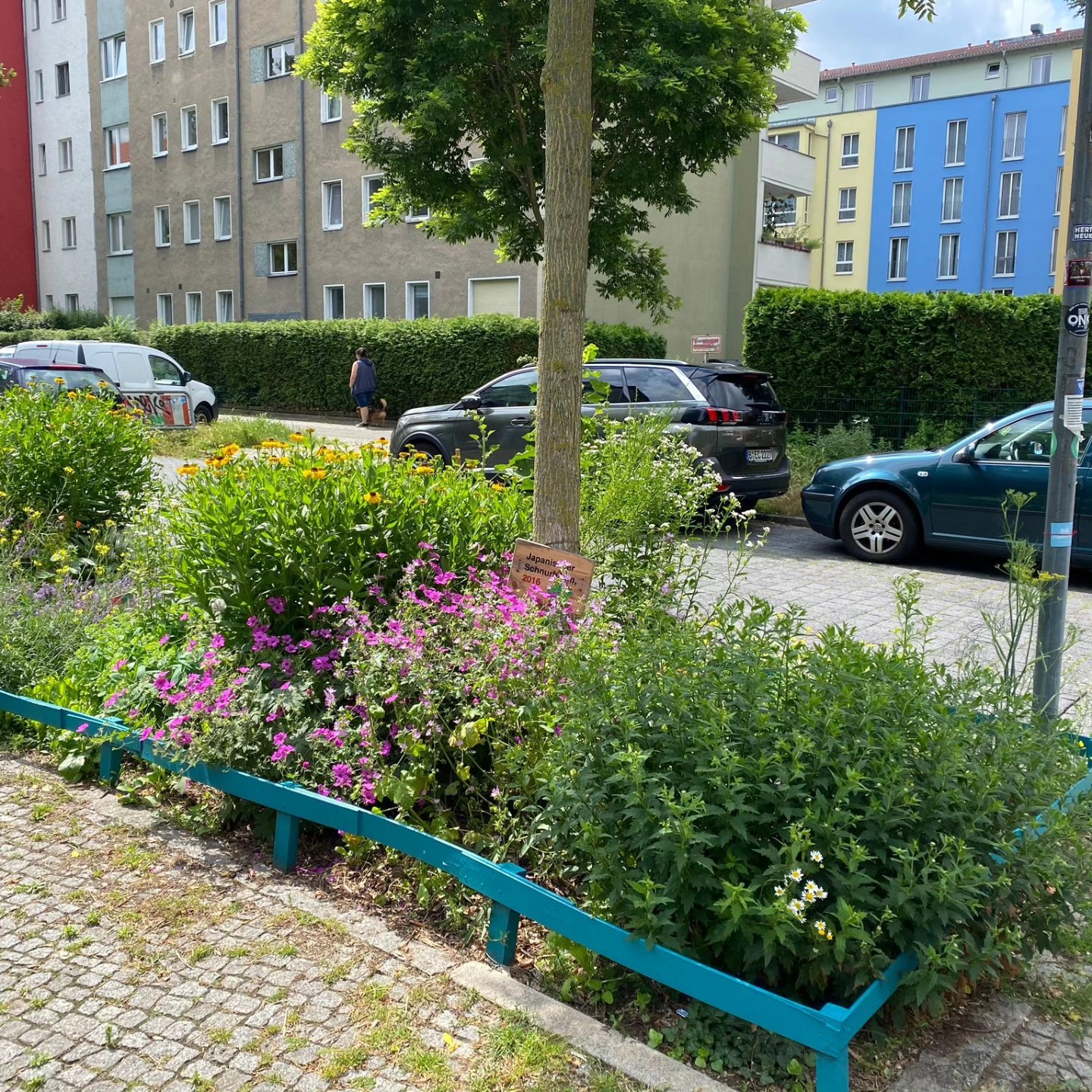 „Es summt und blüht in der Werrastraße.“ 🌼🐝
🌿 So haben wir vor etwa 2 Jahren von der Baumscheibenpflanzaktion an der Werrastraße/Ecke Roseggerstraße berichtet. Dank der fleißigen Mitarbeit der Anwohner*innen konnte die damals triste Baumscheibe rund um einen japanischen Schnurbaum bunt und insektenfreundlich gestaltet werden. Die Stauden sind durch die engagierte Nachbarschaft hervorragend angewachsen und zeigen von Frühling bis in den späten Herbst hinein ihr farbenfrohes Kleid.
„Regelmäßig bleiben Spaziergänger interessiert stehen und bewundern die Pflanzen“, berichtet eine stolze Nachbarin. 😍🌿
Die Baumscheibe hat sich in den vergangenen zwei Jahren zu einem absoluten Vorzeigeobjekt für die positive Wirkung von bepflanzten Baumscheiben im städtischen Raum entwickelt.🌳
👉🏻 Im Hintergrund arbeiten wir übrigens bereits an einer Fortsetzung der Baumscheibenpflanzaktion für dieses Jahr!
#HarzAcker #HarzAckerP25 #HarztalWildeRose #parzellex #pflanzdeinkiez #urbangardening #urbangardeningberlin #communitygardening #gemeinschaftsgarten #urbanfarming #baumscheiben #workshop #partizipation #kleingartenanlage #qmharzerstrasse #stadtnatur #umweltbildung #gesundeernährung #neukölln #harzerkiez #konsumfrei #gruen #senatsverwaltung #berlin