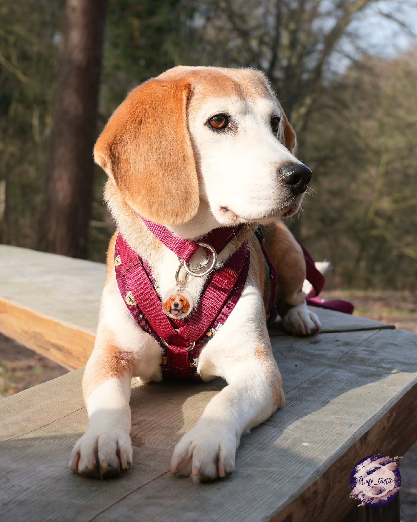Noch ein Beagle
und wieder wirkt die Marke ganz anders.
Ich finde es immer spannend zu sehen,
wie unterschiedlich die gleiche Kollektion im Alltag aussieht.
Mal verspielt, mal etwas ruhiger, je nach Hund, Fellfarbe und Gesamtlook.
Auch wenn es die „Peeking-Paw“-Marken jetzt nicht mehr gibt, genau solche Bilder zeigen mir, warum sie so gut angekommen sind 🥰
Jede Kombination hat am Ende ihren ganz eigenen Charakter.
📷 @merlin_und_houdini danke für das zauberhafte Bild 🥰
#beagles #beagledog #beagleofinstagram