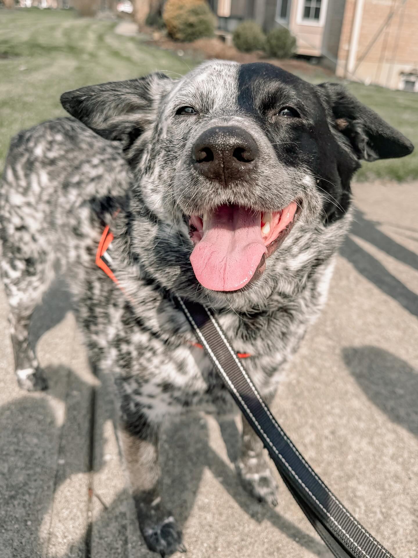 “Great training is simple behaviors done well.” — Bob Bailey
Today this sweet boy and his shy sister were the perfect reminder of that. We kept it simple and focused on building real fluency in “look/focus”… because honestly, it’s that valuable 🐾
The basics, done really well, are what change everything.