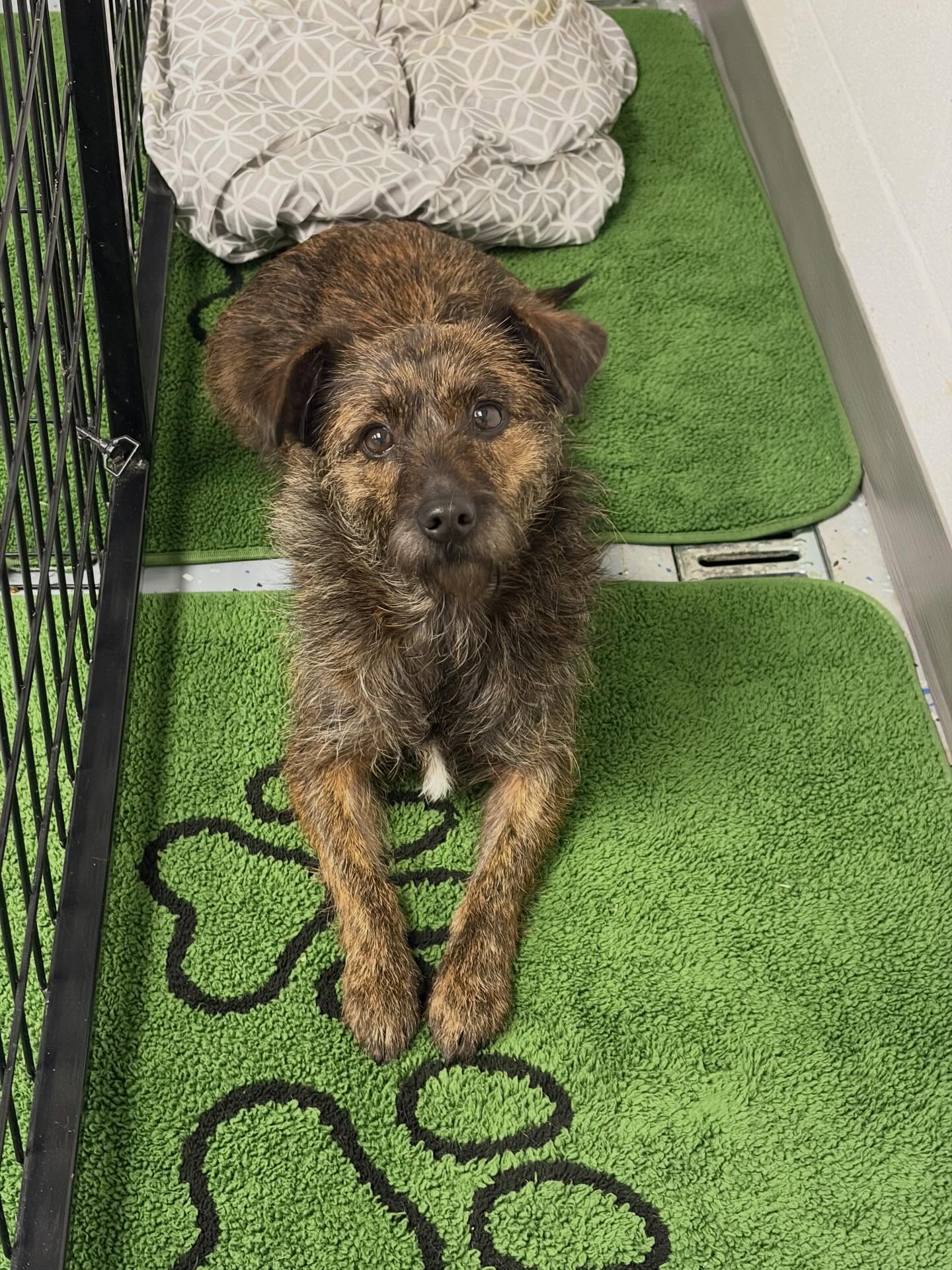 HAPPY YOU-DIDN’T-DIE-DAY to Clover and Cricket! Today was the last day “Nancy” (now Clover) could be pulled from the euthanasia list. 2,200 people commented. So. Many. People. Commented, shared & expressed desperation, donations and fostering for “any rescue willing to please save this baby”. And we did. @stellasrescuewsnc did. Not only Clover but her sister, Cricket, as well. Pulling them on St Patrick’s Day is why they have extra lucky names. And it’s a good thing, because as soon as “the only rescue willing to pull” stepped in, not a SINGLE ONE of the people in a 2,200 shared and liked post managed to contribute a cent or second. So. Welcome to a place that can and will, gladly, save you from a list. Shelter you from scary. And make up for the false promises of those who don’t realize or don’t care, that small rescues are full and if you cant be accountable, scroll on and stfu. ✌️
*If you’d like to actually donate or foster, no need to seek praise for your kindness in the comments. Just go to our site and donate. Or message if you’re interested in fostering. #euthanasialist #deathrowdogs #luckydog #savealife
#rescuesaveslives