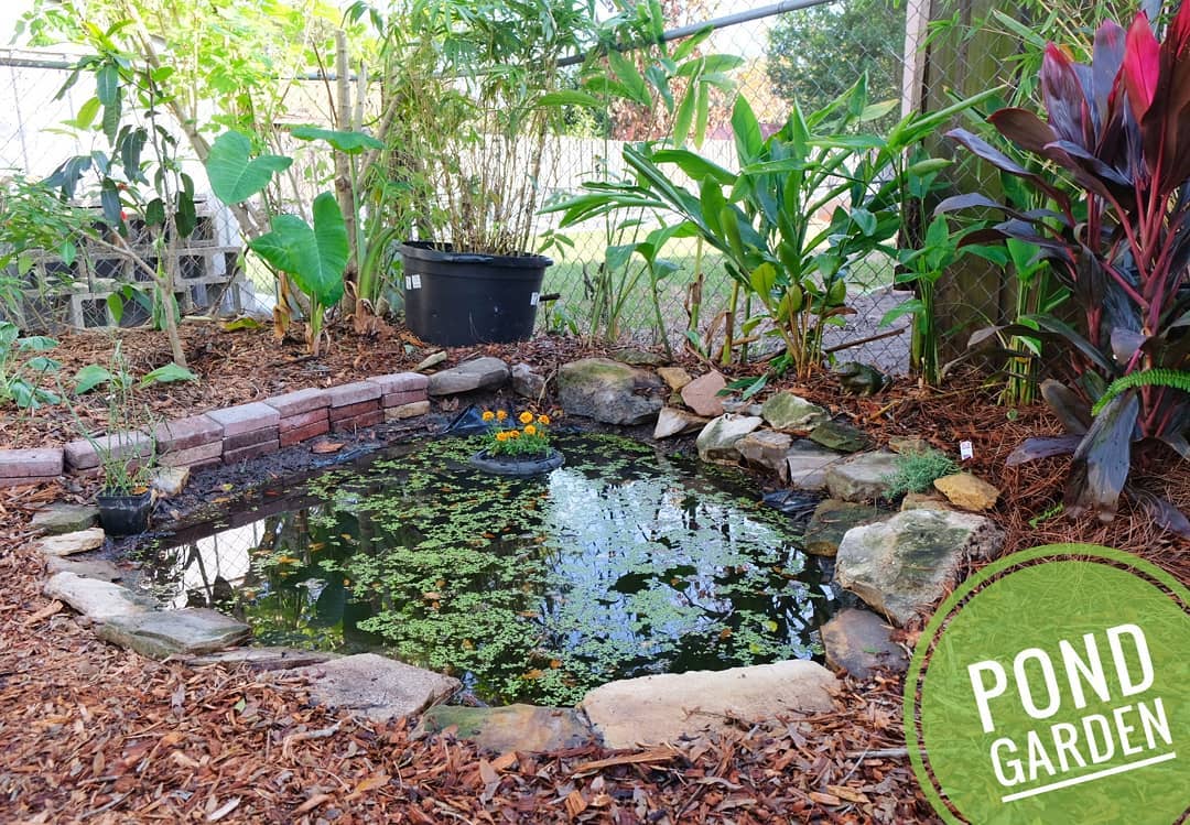 This week, I added a second pond to the backyard. Ponds help regulate temperature in the garden and provide a beautiful habitat for fish, frogs, turtles, and aquatic edible/medicinal plants. I added gambusia fish and goldfish to eat mosquito larvae. I'll add some aquatic plants and flowers as I get them. It was also the first time I got to work on a garden project with my brother, who was visting from Boston. 😁 #permaculture #pondgarden #aquascape #gambusia #goldfish #regenerativefarming #foodforest