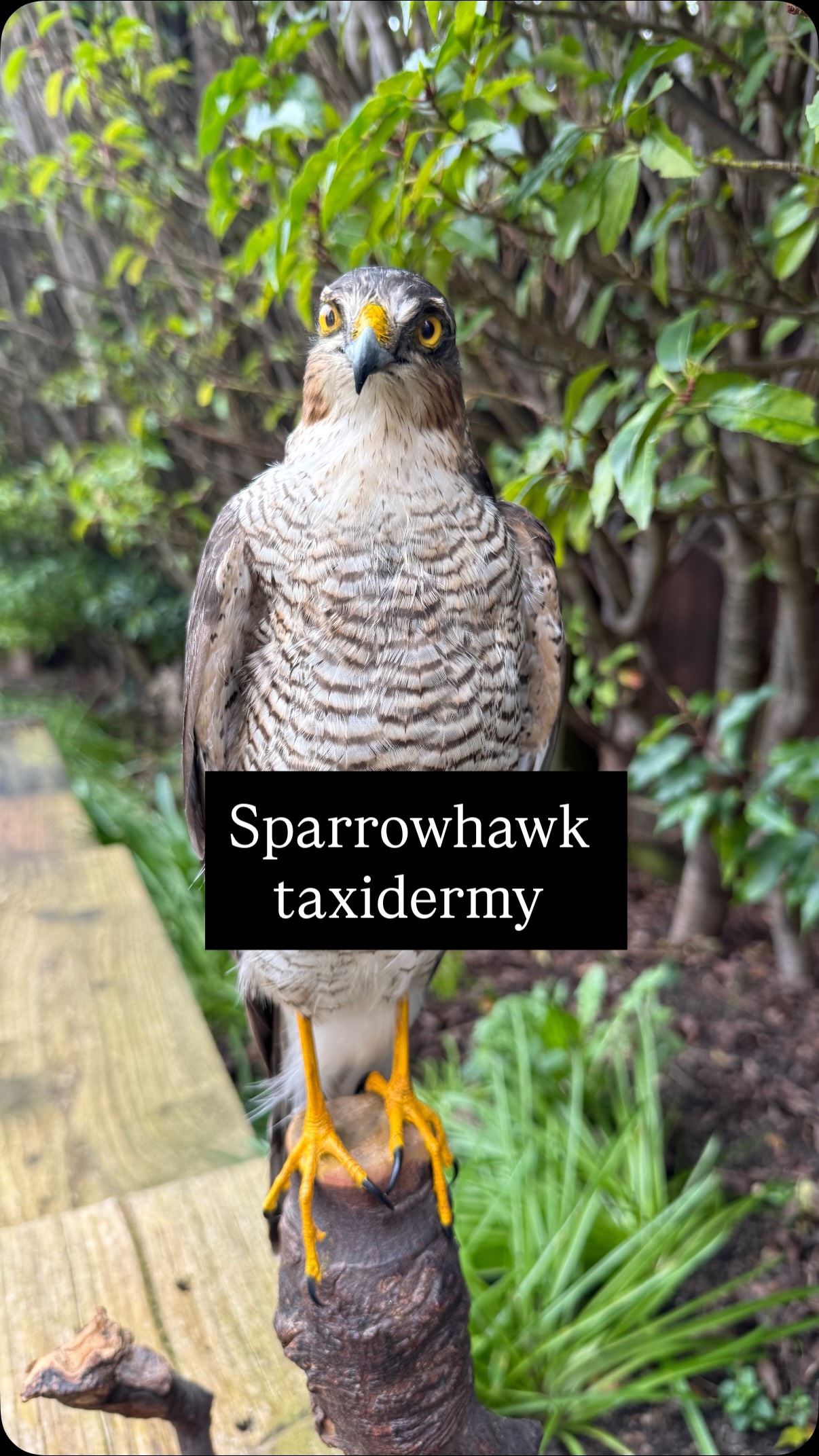 Female Sparrowhawk all mounted for the customer. This had been in the freezer for quite some time so I’m glad it was salvageable. The customer provided the wood, used to be a lamp shade holder. Pretty cool
A10: 26GBA10H9J3TK
#taxidermy #commission #wildlife #sprarrowhawk #birds