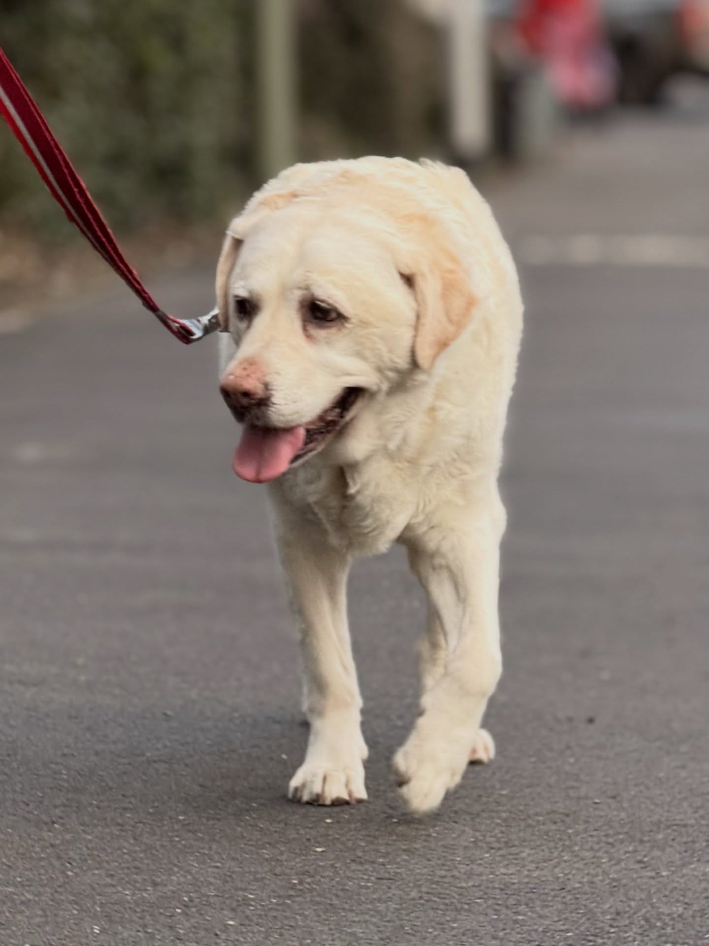 After more than 3 years of retirement, Kika has finally decided that not working might actually be quite nice.
My dad sent me this photo like it was some kind of official update and honestly, I think we can now confirm she has embraced the retired life.
No early starts, no harness and no no responsibilities. Just strolling about, being admired and splitting her time between London and Surrey like a furry celebrity with two residences.
When she first retired, let’s just say she was not impressed. Kika liked having a job. She liked purpose, routine and probably the sense that all of us were completely useless without her.
But now, I think she has settled into her new chapter rather well.
A few gentle walks, plenty of attention and the occasional reminder that she is still an icon.
Retirement… It only took Kika 3 years to warm to it 😂
#KikaAndMe #DogSquad