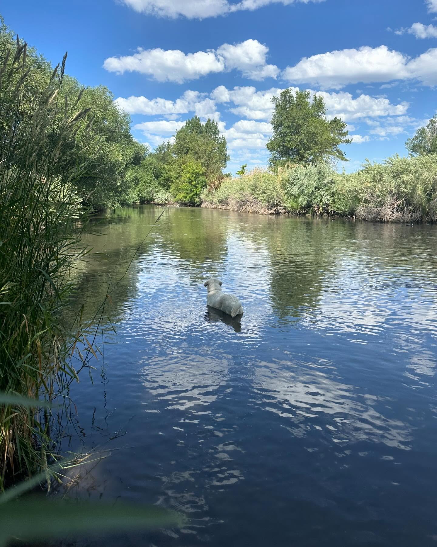 Got a feeling he’s going to love the pond and river at the farm. He loves all ducks and all ducks love him. When we let him choose the path for our walk he’ll take us here every time to say hi and swim with his friends.