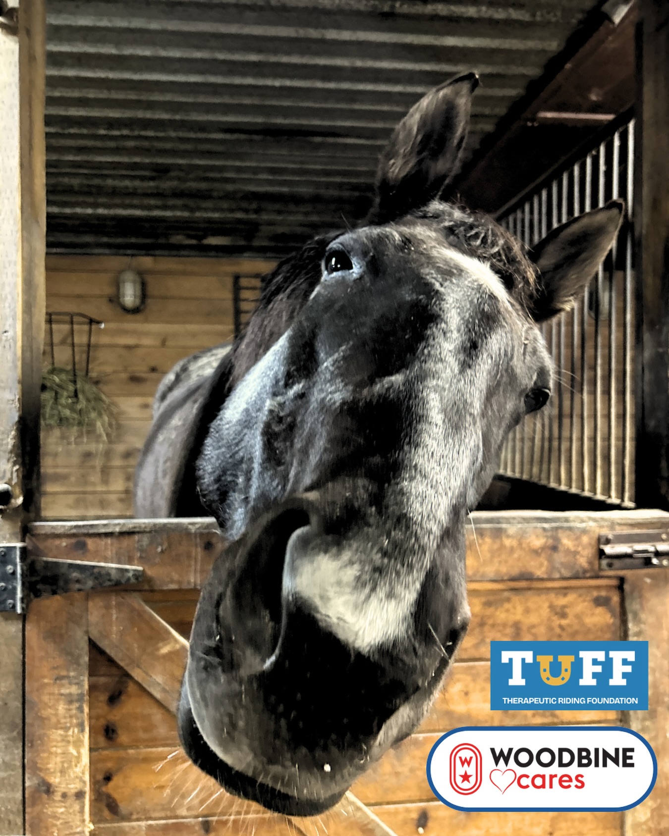 A huge thank you to Woodbine Cares for their continued support of TUFF ❤️ and helping us promote the mental health for youth at-risk.
@woodbinetb
#tuffriding #therapeuticriding #tuffftherapeuticridingfoundation #therapeuticridingprogram #thankyouforyoursupport