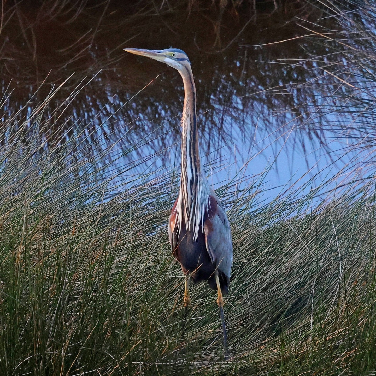 A stunning purple heron at Livadi.
#islandwildlife #kefaloniawildlife #greekwildlife #guidedwildlifewalks #birdlovers