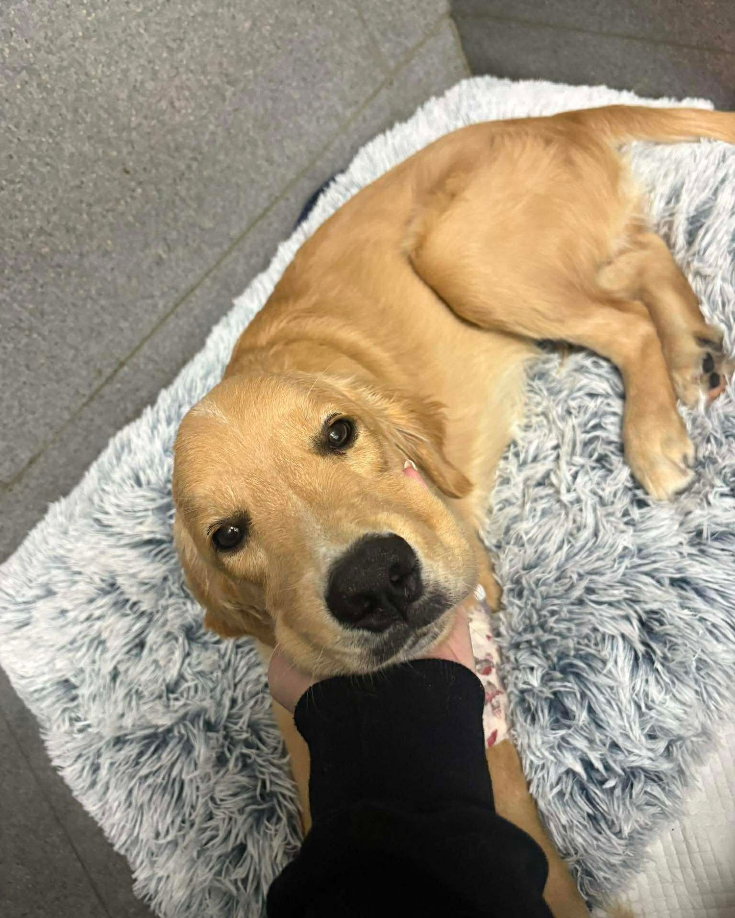Last week gave us a bit of a scare when our very own Practice Manager Olivia’s puppy, Banjo, decided socks were on the menu!
At just 5 months old, Banjo managed to swallow a very sturdy @bondsaus sock which subsequently caused a linear foreign body - a particularly serious type of obstruction where the material gets anchored in one place (in Banjo’s case, the stomach) whilst the rest travels through the intestines. This caused the intestines to bunch up around the sock and start to perforate.
Banjo was quickly admitted to surgery to remove the sock, which had split into two pieces and become lodged in both his stomach and small intestine. After a few rough days we are very happy to report he is now recovering well and back to causing his usual puppy mischief 🐶