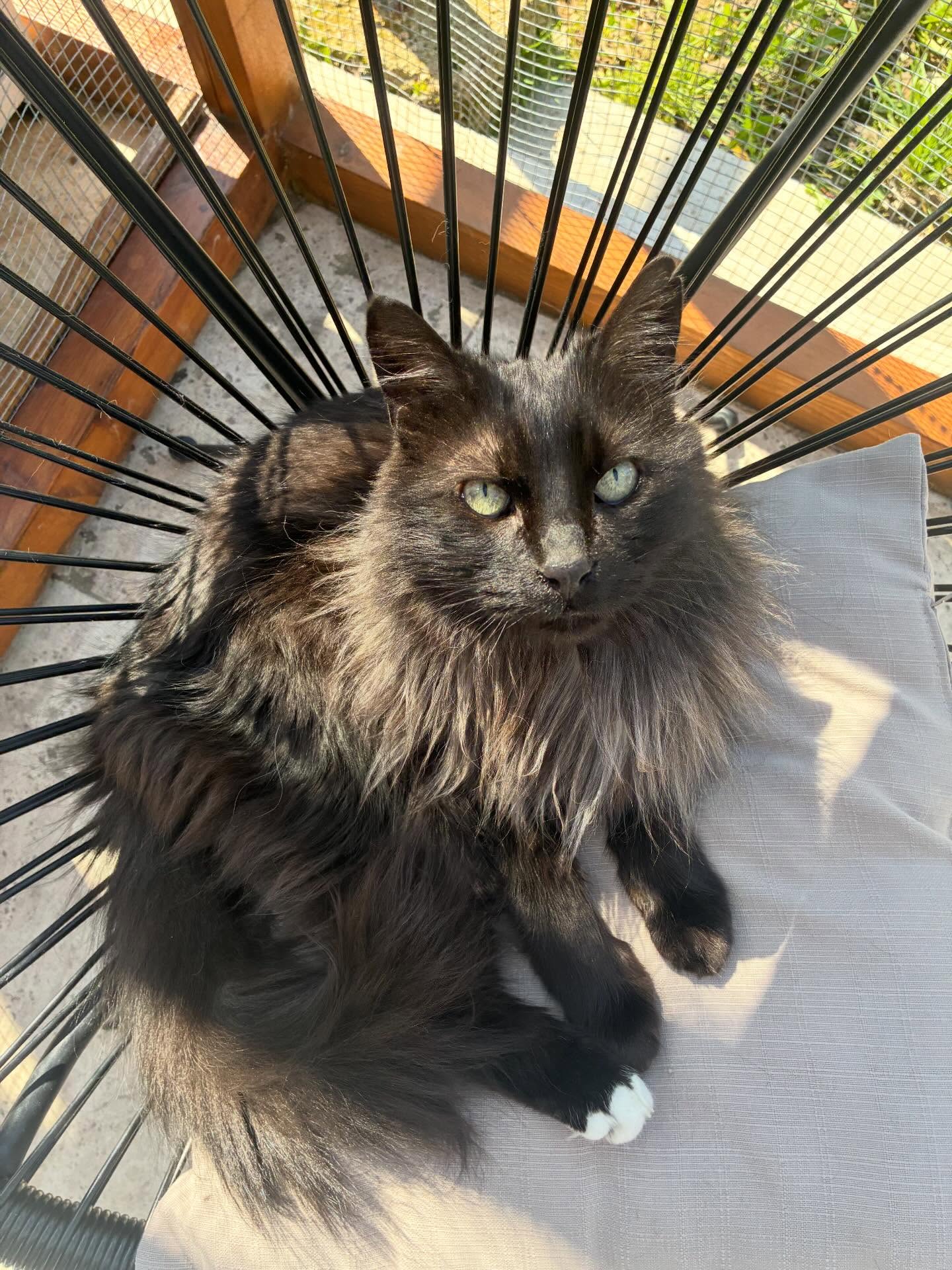 C’est le printemps, enfin ! 🌼
Il est grand temps de réinvestir les terrasses pour y dormir, jouer et bronzer pendant les vacances de chacun ☀️ 🐱
Avec Lucky, Pepita, Chocolat, Vincent, Gigi, Nestea, Naya et Yogie ✨
#cat #cats_of_instagram #larecreduchat #pensionpourchats #hotelpourchats