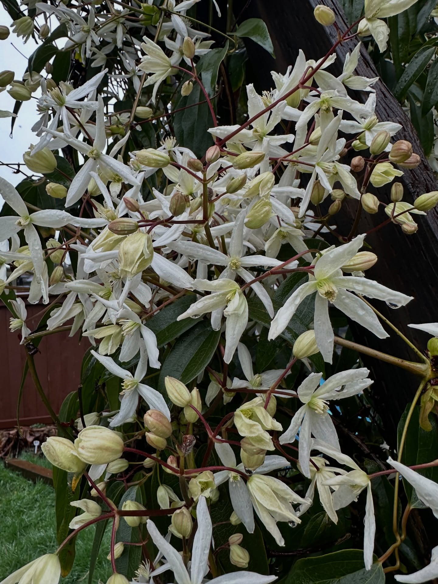 My garden lacks much spring interest as I don’t hang out in the rain and cold, but I’ve got a few things to catch my eye when I’m out there. Here’s 1. An evergreen clematis about 2 years old showing off for me. #clematis #armandii #spring
