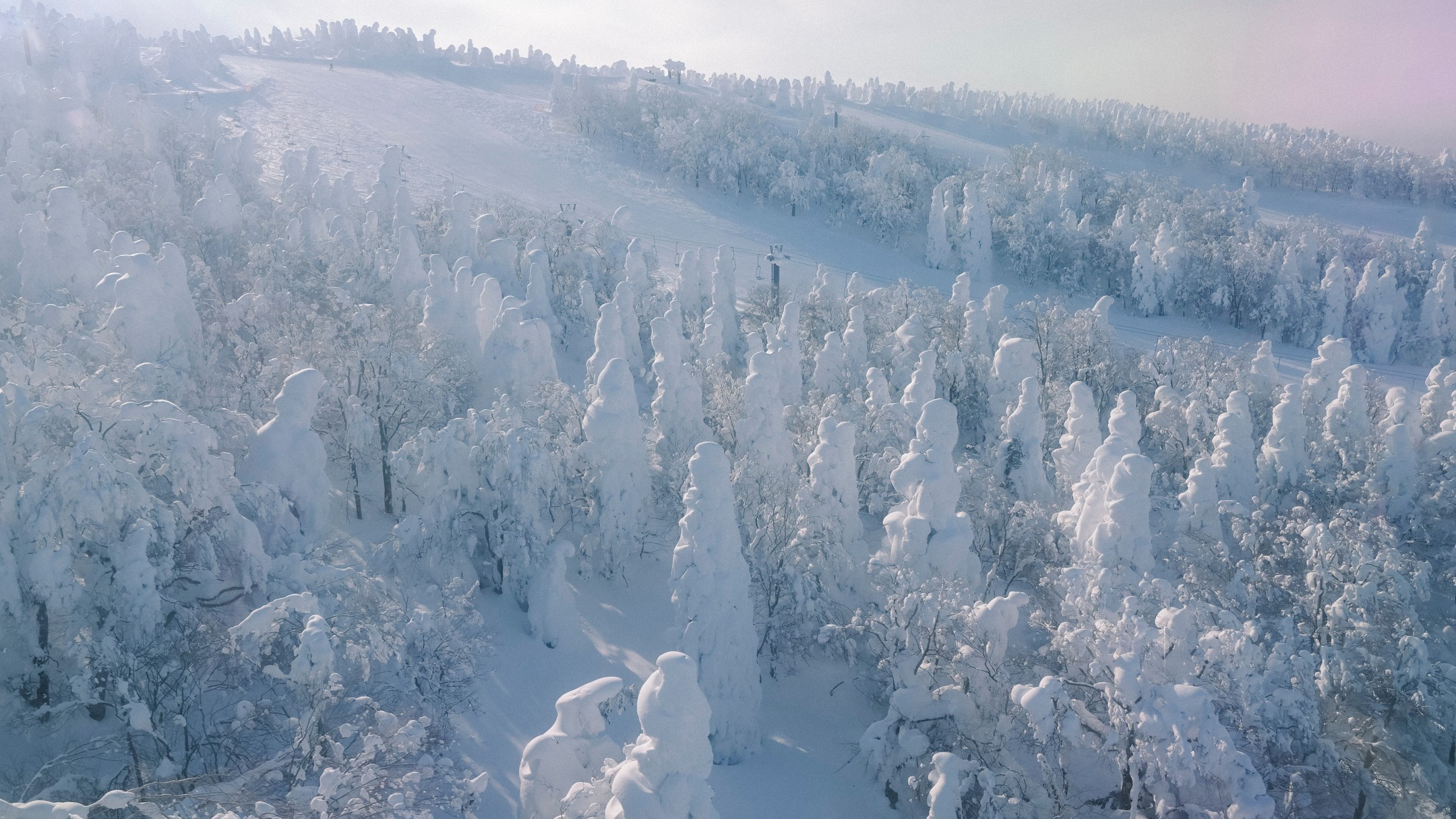 Each winter, a unique weather phenomenon produces the “snow monsters” of the Zao mountains. Hundreds of trees on the Zao mountains are glazed with snow and ice, morphing them into strange monster looking figures.
.
A combination of perfect winter weather and Zao's high altitude give birth to these monsters of the mountains. Cold air blowing from Siberia is trapped by the mountains running north to south through Tohoku. Water droplets in the air freeze onto the trees, creating towering monsters of snow and ice. While there are several places in the world to see this phenomenon, Zao is one of the largest.
.
The Zao Onsen Ski Resort and several natural hot springs can be found in the Zao Mountains. After a day on the slopes, recover in one of Zao's public bathhouses or open-air hot springs.
.
每到冬天,獨特的天氣現象都會讓藏王連峰出現「雪怪」。藏王連峰上,數以百計的樹林被裹上白雪與冰霜,讓它們轉變為外型奇特的怪物模樣。
.
完美的冬季氣候,結合藏王的高海拔的地理位置,「催生」了這些山中雪怪。由北到南縱貫東北地方的山脈,阻擋了從西伯利亞吹來的冷空氣,當空氣中的水滴凝結在樹木上,就會創造出這些高大的冰雪樹怪。雖然全球各地有許多地方都能看見這種現象,藏王的範圍卻是數一數二。
.
在藏王連峰可以享受藏王溫泉滑雪場,還有好幾個天然溫泉。在滑雪道暢快運動一天後,再到藏王的公共浴場或露天溫泉浸溫泉、恢復活力。
.
.
.
.
.
.
.
#japanguide #triptojapan #travelinjapan #visitjapanjp #visjtmyjapan #jntosg #visitjapanphillipplines #jntoid #visitjapanAU #japanrevealed #travelgraphy #travelgram #traveling #trending #japanese #instagram #zao #snowmonster #miyagi #tohoku #winterinjapan #japanski #skiinjapan #yamagata