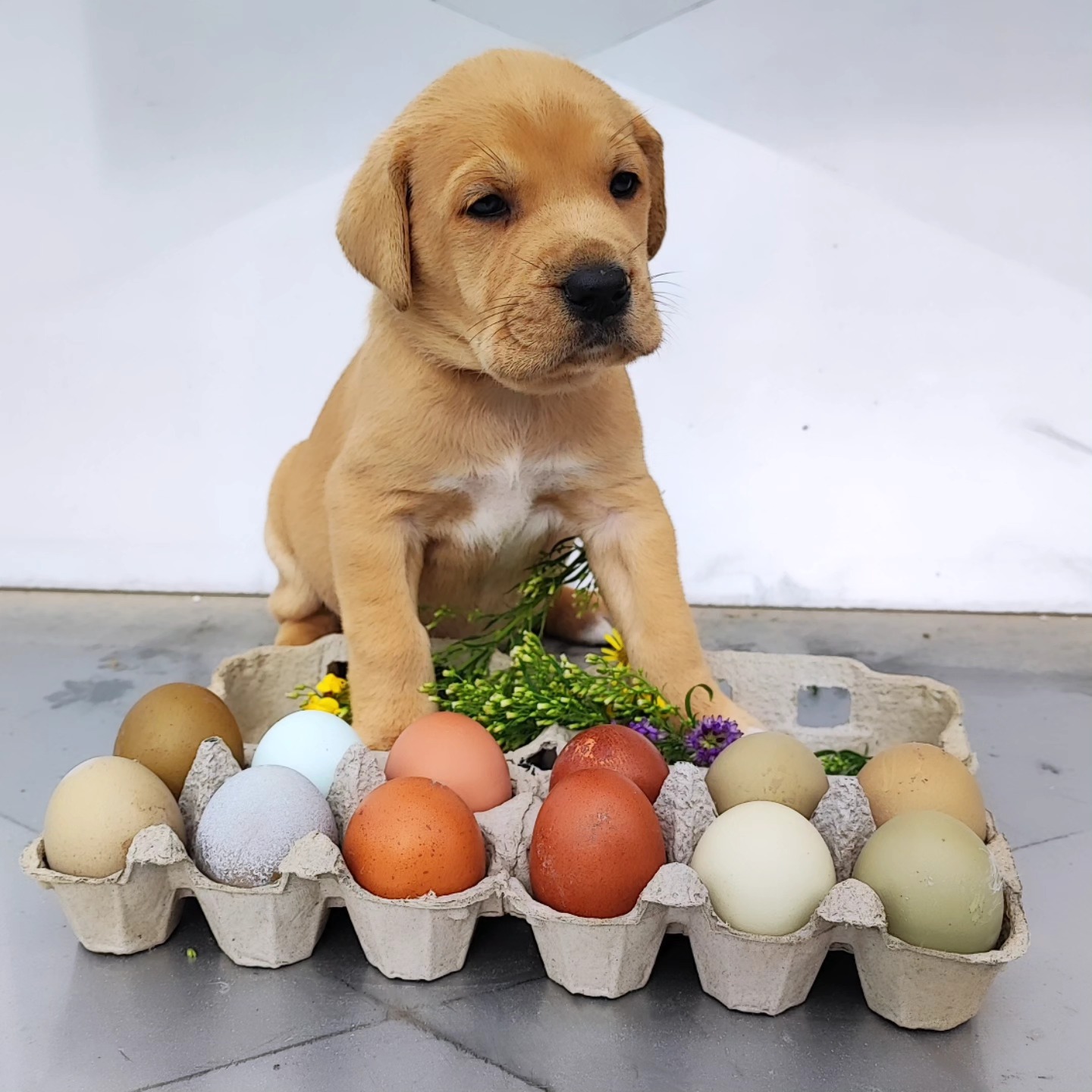 Mein Broholmer Welpe passt schon jetzt ganz gewissenhaft auf die Bruteier unserer bunten Hühnerrassen auf, wer braucht Alarmanlagen, wenn man so einen aufmerksamen Aufpasser hat? 😂
Ein paar unserer kleinen Fellnasen suchen noch ein liebevolles Zuhause.
Bei Interesse oder Fragen gerne einfach eine PN schreiben!
______________________________________________________
✨ 𝘽𝙧𝙤𝙝𝙤𝙡𝙢𝙚𝙧 𝗪𝗲𝗹𝗽𝗲𝗻 - 𝗔𝗯𝗴𝗮𝗯𝗲 𝗔𝗻𝗳𝗮𝗻𝗴 𝗦𝗲𝗽𝘁𝗲𝗺𝗯𝗲𝗿 ✨
𝙑𝙖𝙩𝙚𝙧: 𝙁𝘾𝙄-𝘿ä𝙣𝙚𝙢𝙖𝙧𝙠, 𝙃𝘿 𝘼, 𝙊𝘿 𝙁𝙧𝙚𝙞, 𝙀𝘿 𝙁𝙧𝙚𝙞
𝙈𝙪𝙩𝙩𝙚𝙧: 𝘼𝙪𝙨𝙩𝙧𝙞𝙖, 𝙃𝘿 𝘼, 𝙊𝘿 𝙁𝙧𝙚𝙞, 𝙀𝘿 𝙁𝙧𝙚𝙞
𝙍𝙚𝙨𝙚𝙧𝙫𝙞𝙚𝙧𝙪𝙣𝙜𝙚𝙣 𝙨𝙞𝙣𝙙 𝙟𝙚𝙙𝙚𝙧𝙯𝙚𝙞𝙩 𝙢ö𝙜𝙡𝙞𝙘𝙝.
______________________________________________________
NEU: 𝙆𝙤𝙨𝙩𝙚𝙣𝙡𝙤𝙨𝙚 Fütterungs beratung. 🐕
Wenn du auf der Suche nach einem hochwertigen Futter bist oder deinen keinen einfach etwas gutes tun willst - dann melde dich gerne bei mir.
Fragen zur Fütterung, Entwurmung, Fellpflege und vieles mehr, beantworte ich dir sehr gerne. (Natürlich auch gerne wenn dein Hund nicht aus meiner Zucht stammt.)
www.broholmer-zucht.com
@broholmer_at
______________________________________________________
#broholmer #broholmerwelpen #broholmerpuppy #broholmerdog #broholmerliebe #broholmerdeutschland #broholmerofinstagram #broholmerzucht #broholmerlove #broholmers #welpen #welpenliebe #hundewelpen #familienhund #welpenzuhausegesucht #welpenvermittlung #broholmeraustria #broholmerösterreich #welpeninteressenten #dänischehunderasse #sanfterriese #großhundewelpen #broholmerfriends #broholmerfamily #welpenglück #hundesuche #welpenbesuch #broholmerzüchter #broholmerliebhaber