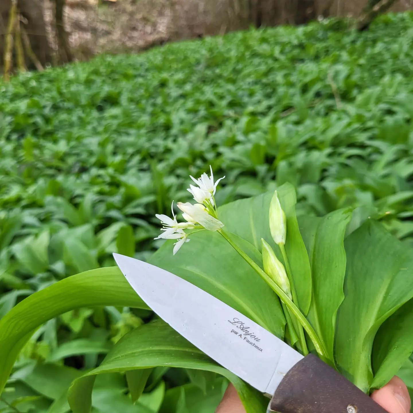 Prochainement ail des ours!
#saison