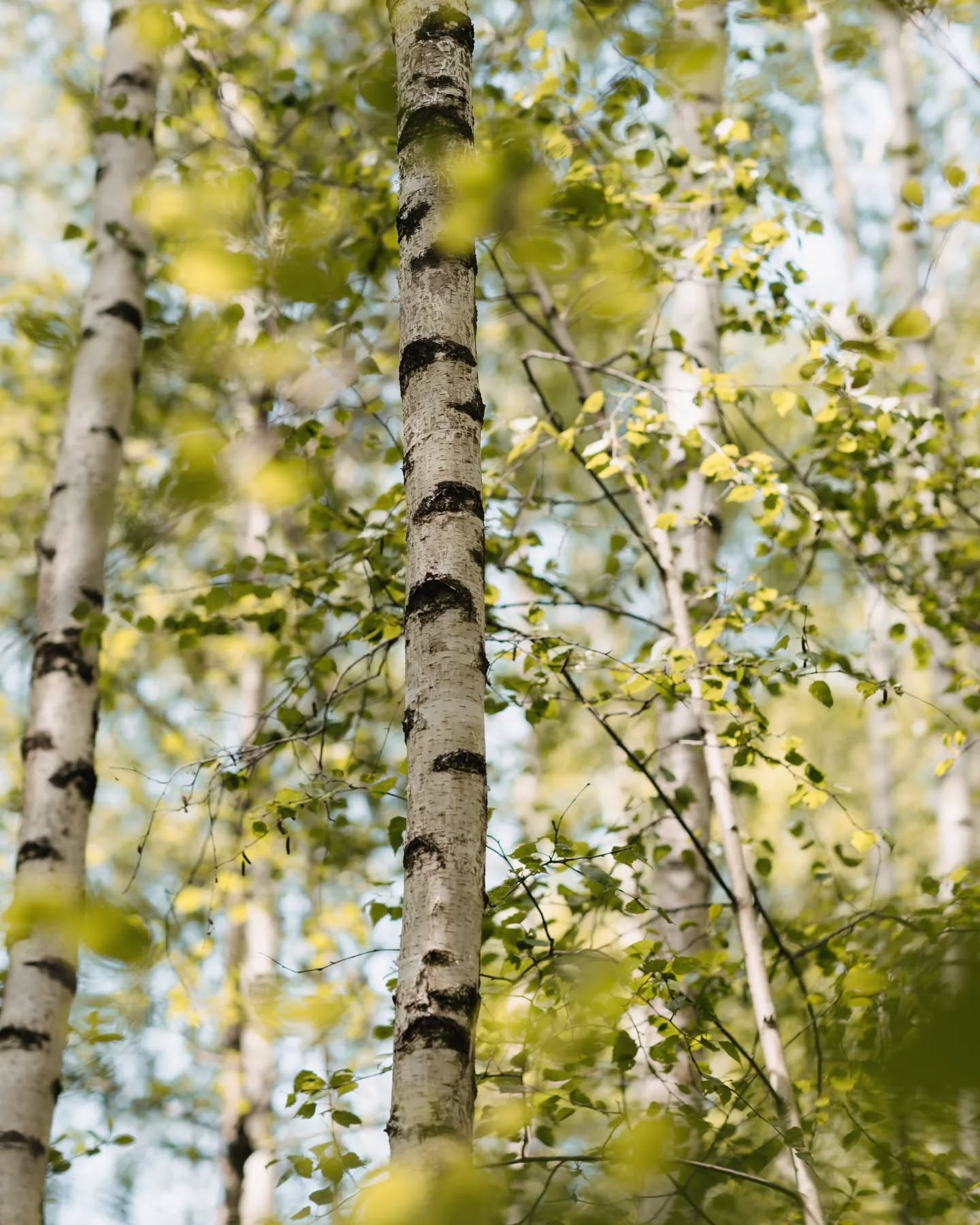 Detailfotos aus dem Wald 🌿
Wald im Garten ...funktioniert das? JA, auch in einem Garten können waldähnliche Bepflanzungen entworfen & ausgeführt werden.
💡Wichtig ist dabei, dass System 'Wald' zu verstehen. Wälder bestehen aus verschiedenen Etagen (Wurzelschicht, Moosschicht, Krautschicht, Strauchschicht & Baumschicht)
Diese Höhenstaffelung lässt sich bei der Bepflanzung im Garten nachahmen. So können viele bodendeckende Pflanzen, Sträucher & Großgehölze auf relativ kleinem Raum ihren Platz finden.
Das coole dabei ist, ihr könnt dies auch mit essbaren Pflanzen umsetzen und so aus eurem "Waldgarten" naschen 🍄🍓🫐🍏
.
.
.
.
.
.
.
.
.
.
.
.
.
.
#Landschaftsarchitektur #landschaftsfotografie #Landschaftsgestaltung #gartenplaner #aussenanlage #freiraumgestaltung #landscapedesign #Gartengestaltung #grünebranche #gardendesign #grünoaseinderstadt #gardeninspo #grünanlagen #grünerwohnen #grünimgarten #Hausgartenplanung #homeandgarden #pflanzencommunity #pflanzkonzepte #pflanzenfotografie #pflanzideen #pflanzenwissen #pflanzplanung #gartenplanung #Hausbau #makrofotografie