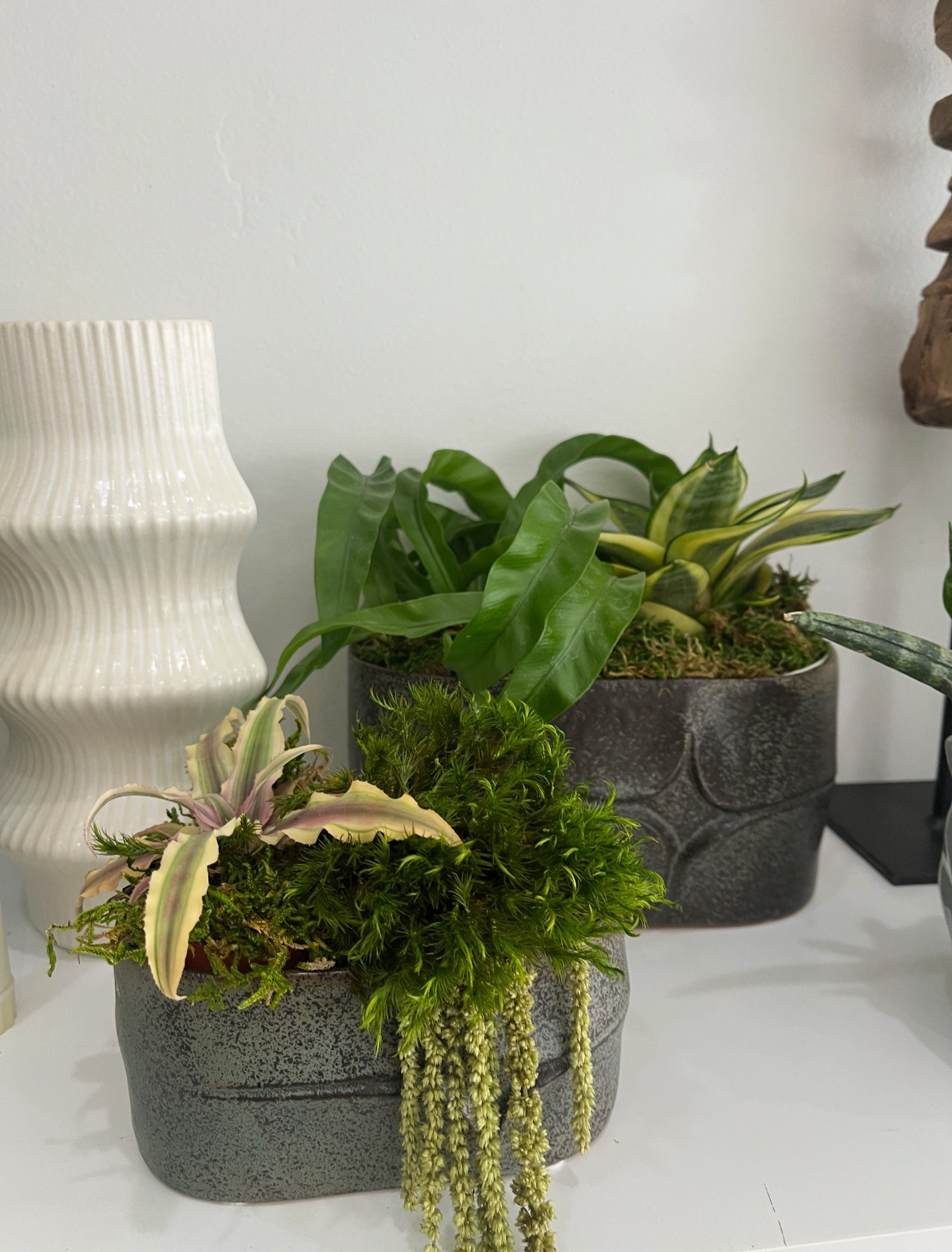 At Plantology, we believe greenery isn’t just décor, it’s a feeling. A quiet moment of calm, thoughtfully placed. A subtle statement that transforms a space without saying a word.
Layered moss, cascading textures, and curated vessels come together to create something timeless… something alive.
Because the most beautiful spaces don’t just look good, they feel good.
#Plantology #InteriorStyling #LuxuryLiving #PlantDesign #HomeAesthetic
