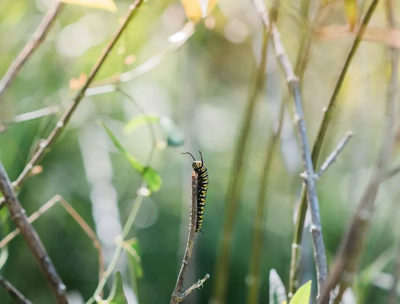 Transformation will exact a cost. That cost may be a relationship or a routine, a frame of thinking or a community, a livelihood or an identity.
Grief is a co-creator with change. The two lead us through, reminding, acknowledging the loss of our lives before, slowing us down to sit with our pain. This is the breaking before the becoming.
It probably wonât be pretty or pleasant. It may be a full undoing of everything you thought you knew about yourself â the habits and lies that have been built up to protect the safe lives weâve created for ourselves.
But itâs in those places and spaces of the deep, deep dark that a persistent spark of life endures. And so begins the awakening.
âThe privilege of a lifetime is to become who you truly are.â â Carl Jung