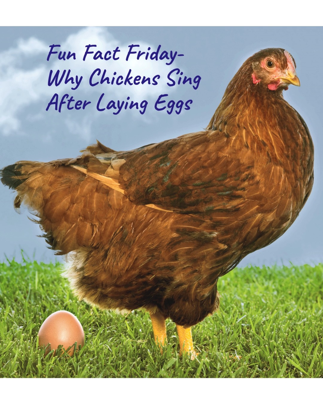 Ever hear a hen loudly announcing herself after laying an egg?
That’s called the “egg song.”
Some scientists believe hens do this to celebrate, while others think it's a clever distraction to draw attention away from the nest.
Either way… they’re pretty proud of their work, and we are too!
Farm-fresh eggs available daily
10 AM – 7 PM daily
Rain or shine, we’ve got you covered!
$5 a dozen – washed and ready to go!
For Directions to the Chick Shack, email us - Chicks@FamilyHeritageAcres.com to order chicks, visit our website www.FamilyHeritageAcres.com
Have a great weekend!
Link in Bio.
#KelsoWA #FarmFreshEggs #ChickShack #ChickSeason #EatLocal #AyamCemaniChicken #HeritageChickens #KelsoWashington #FreshEggs