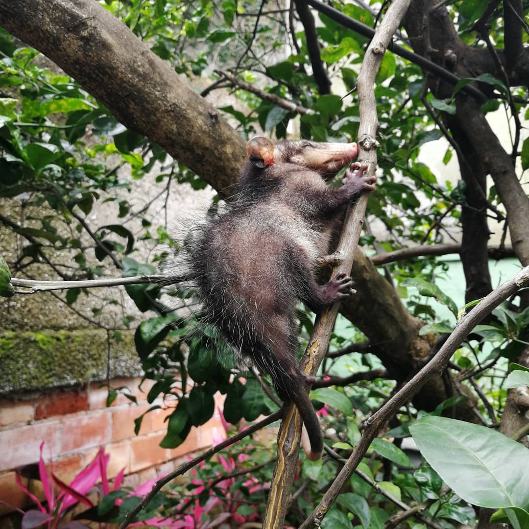 Zarigüeya bebé en el árbol de limón 💚