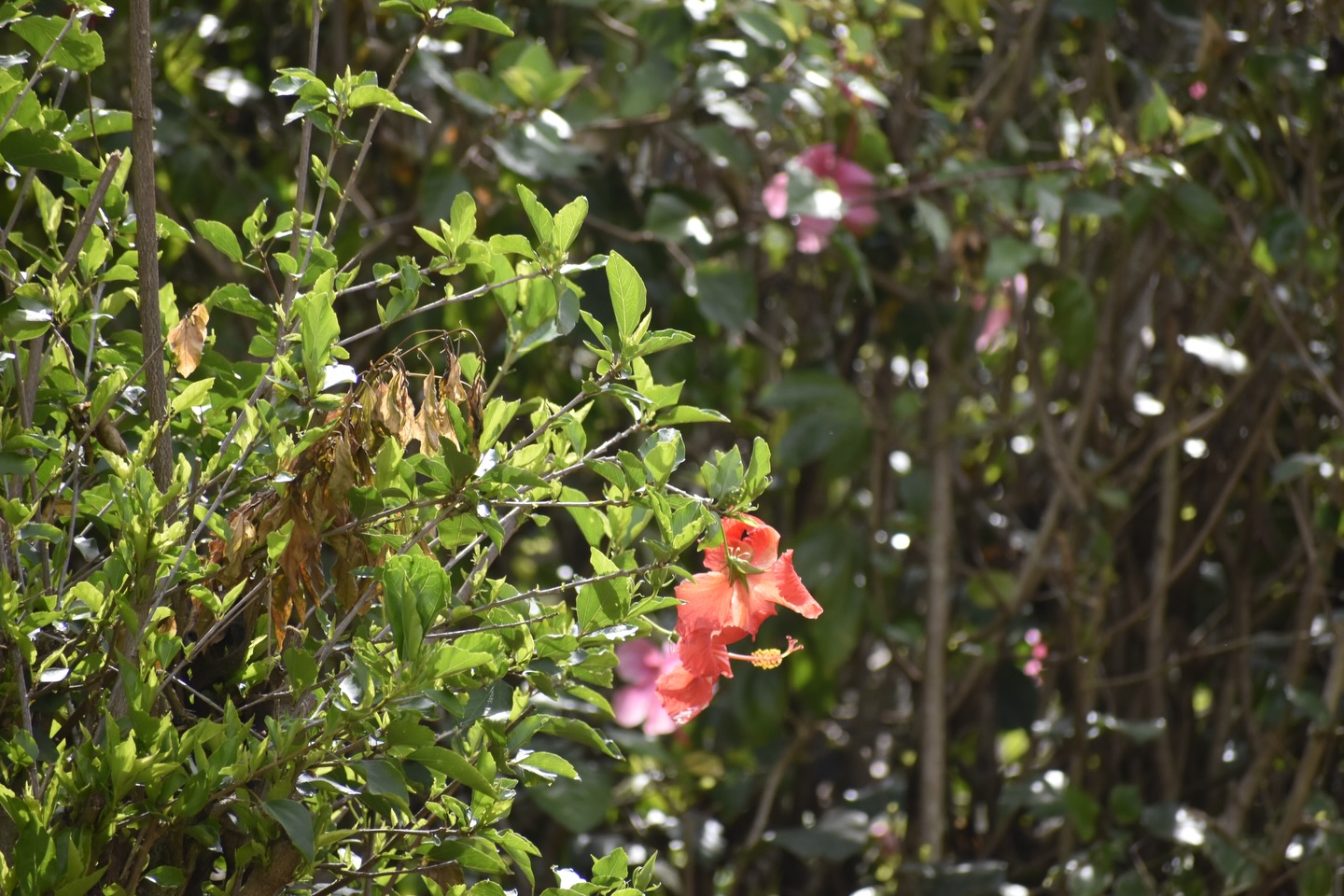 All that glistens post rain 🪻