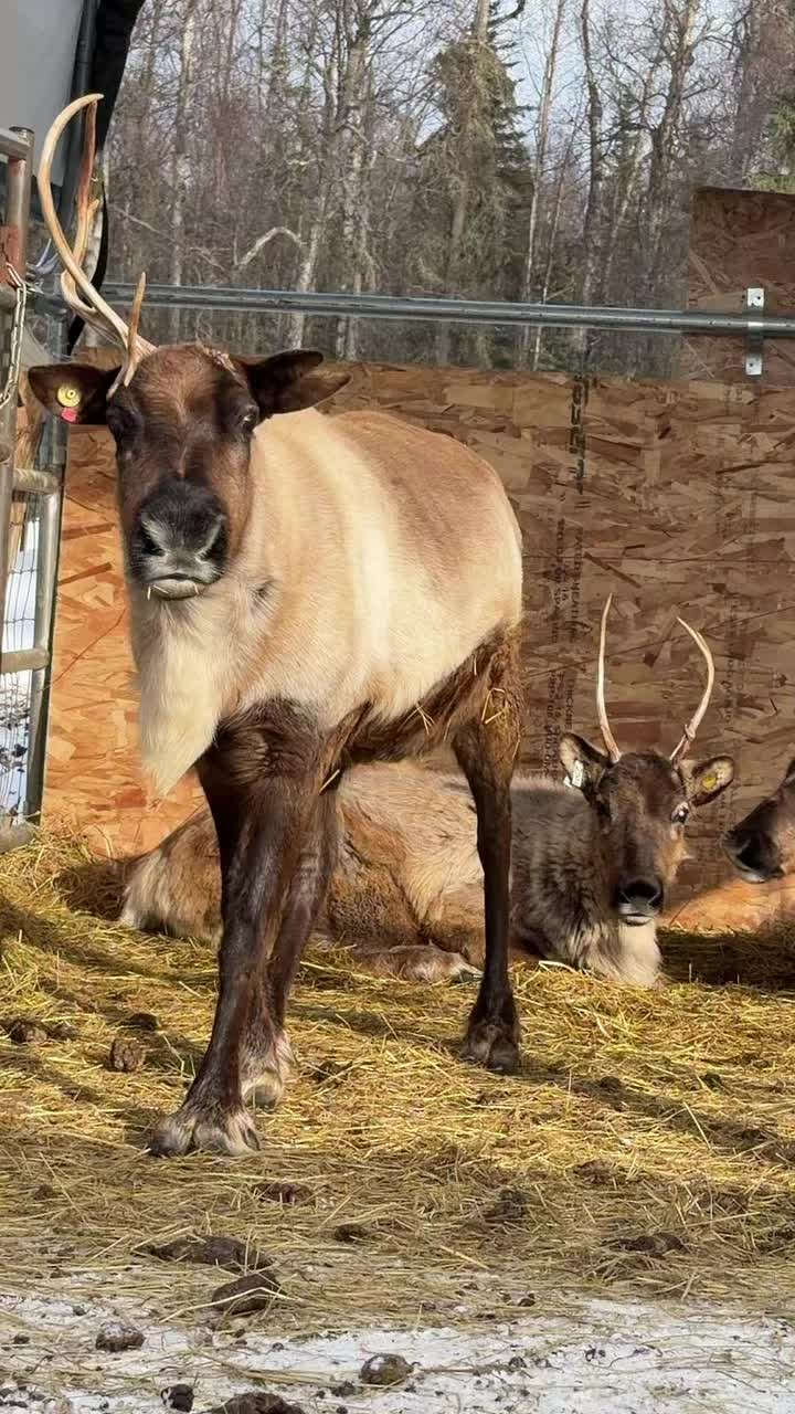 Meet our reindeer! I’ll do videos for each of them soon #Alaska #reindeer #meet #intro