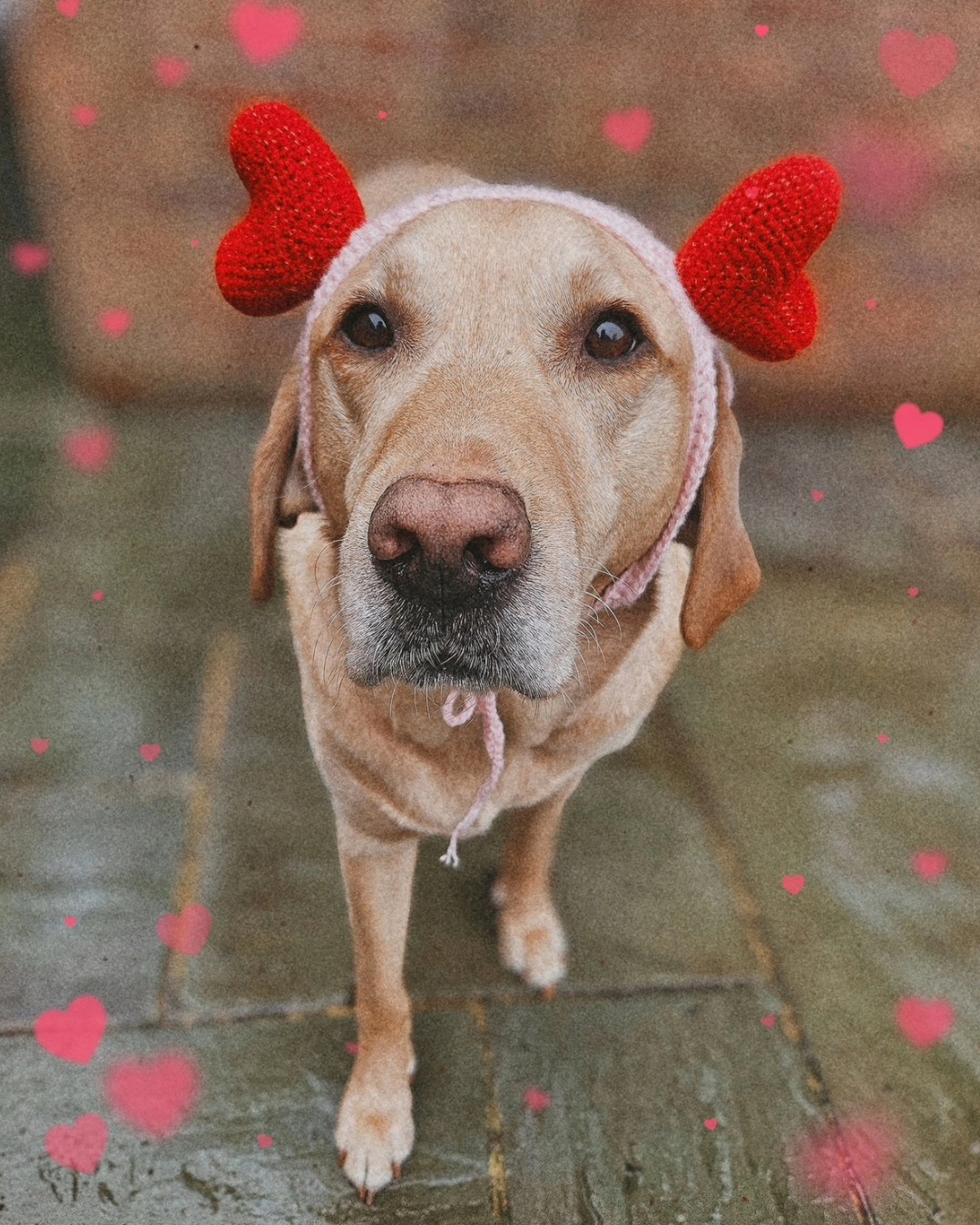 My forever and first love 🤭🩷🐾🐕🦺
I'm a little late to the party with posting this, but I couldn't let Valentines slide without crocheting something for boy, Henry 🥰
.
.
.
.
.
.
.
.
.
.
.
.
.
.
.
#valentines #valentinesday #palentinesday #galentinesday #love #lovemydog #labrador #loveday #selfcare #selflove #valentinescard #valentine #bemyvalentine #dogswhohelp #dogssavinglives #dogsoginstagram #doglover #assistancedog #assistancedogsuk #servicedogsofinstagram #servicedog #valentinesgift #valentinescrochet #valentinesdog #mydogismyvalentines #puppylove #loveheartcrochet