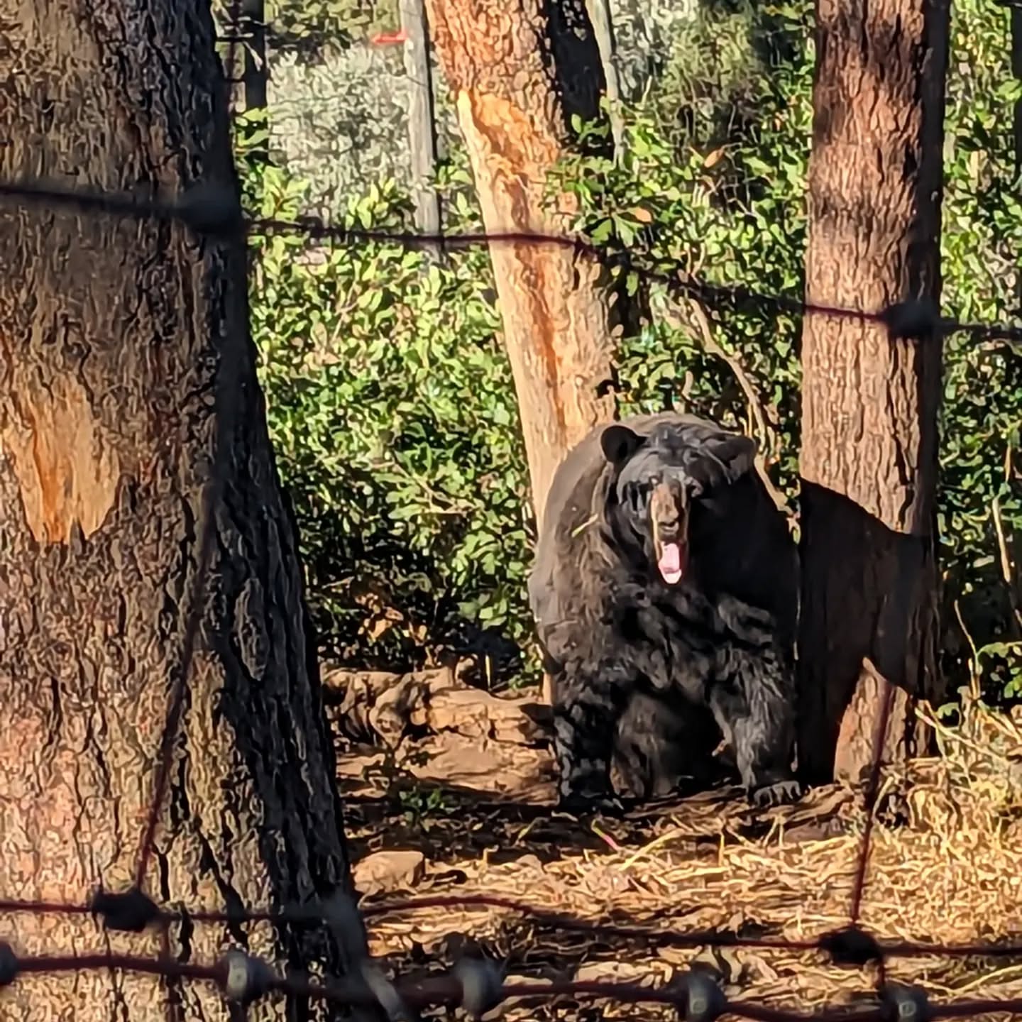 Someone is ready to wake up and greet the morning! We hope you all have a wonderful day! #rmwp #rmwpark #blackbear #sundancetheblackbear #ursusamericanus