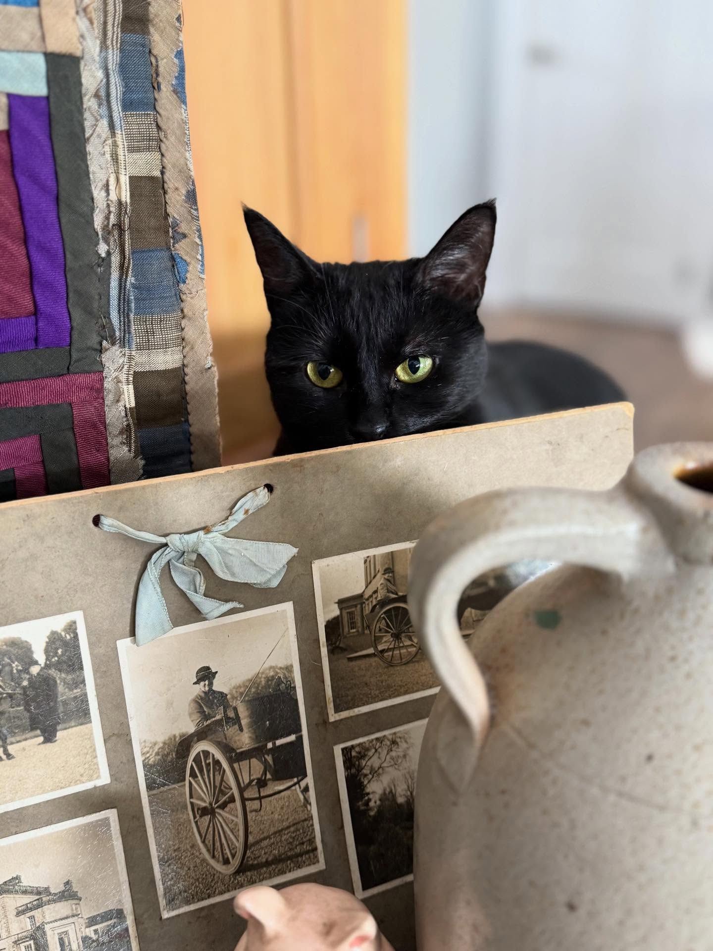 🍄Quilt/ Stone ware Jug is SOLD🍄 This is what an Antique photo layout looks like in my house….at least 2 photo bombs happen…..someone” is always “somewhere” in the shot! Neko Hanna was intrigued with these items and Goose kept licking the book……… one is never alone with pets in the house.
All these lovely items headed to the Shop today…..a sweet 1800’s Dresser mirror with a tiny drawer, little Pettipoint Pill Box, this very intricate 1920’s Log Cabin Quilt, 1930’s Piggy Smash Bank and a little bit of photographic history on this flat layout photo board. Nice Stoneware Jug and a sweet pair of Goebel Skye Terriers…..Going to be a beautiful Spring day today….
#antiqueshop #antiquehome #vintagehome #vintageinspiration #fleamarketfinds