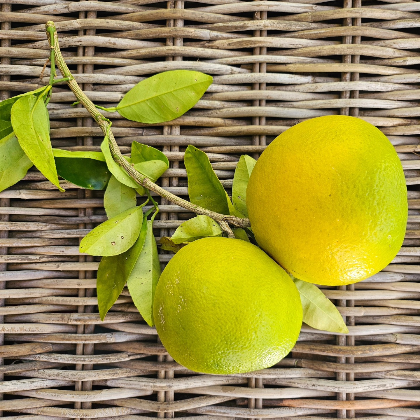 The citrus trees are heavy with fruit this year🍊🙌 it's marmalade time!
.
.
.
#gardeningobsession #farmliving #farmlife #farming
#mindfulliving #simplepleasures #cottagegarden #camdennsw #farmgirl #farmtotable #gorgeousfarm #beautifulfarmhouse #lookwhatigrew #homegrown #homegrownfood #kitchengarden #citrus #grapefruit #lime #mandarin