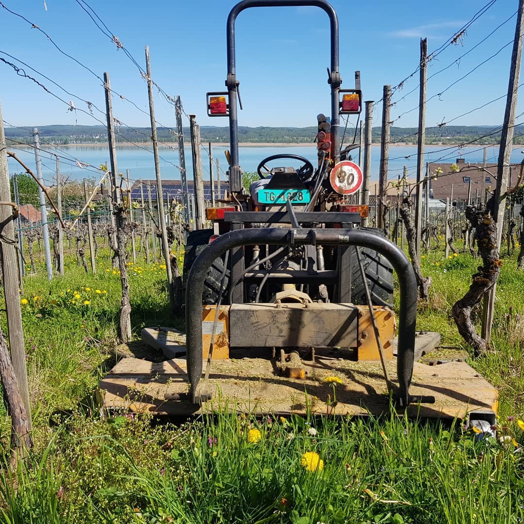 Im Weinberg wachsen nicht nur die Reben, auch das Gras zwischen den Reihen wächst in die Höhe. Wir Mulchen jede zweite Reihe damit, die Nützlinge immer einen Blühenden Lebensraum haben.
.
.
.
#rebbau #weinberg #weinbau #weinbaubetrieb #wein #grüningersrebbau #familienbetrieb #frühling #mulchen #gras #nützlinge #reihe #triboltingen #grasmulchen #arbeit #ermatingen #untersee #thurgau #weinzeit #winzer #mulchy #reben #bodensee #sonne #schönwetter #antonio #carraro #5500 #supertigre