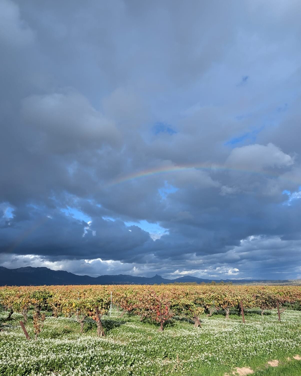 Early this month we ventured to northern Spain, to Rioja and the Basque Country, to visit three incredible producers, to see how they operate and the philosophies they work to.
First up, we spent the day and evening with Bodegas Muriel (@bodegasmuriel) and Conde de los Andes (@condedelosandes) wines in Logrono - visiting the oldest and longest undeground cellars in Rioja, drinking wines from their historic collection (1983 Rioja Blanco anyone?!) before savouring the delights of Calle Laurel and it’s many tapas bars, well into the night!
Up early, the north group finally caught up with us (it’s a long story but involves a diverted flight to Bordeaux and an epic road trip via San Sebastian) and we headed up to Eterea Kripan (@etereakripan) and Bodegas Bilhar to see first hand the biodynamic winemaking of Melanie and her family. Small plots, horse ploughed, off grid, a field to table lifestyle, made this a place to truly savour and to prove it’s not all buzz words in the natural wine world!
Last but no means least we ventured deep into Basque Country to a place of such natural alpine beauty you could be forgiven you had hopped across a few countries and landed in Austria. Here lies Astobiza (@astobizawine) a winery that makes award winning Txakoli wines (Say what?! Ask your rep and try some!!) and it was harvest time so we saw the winery in action too - paired with legendary pintxos delights, these wines are a gastro dream. A night in Bilbao and more pintxos followed, and brought to a close a truly brilliant trip.
A huge thank you to all the wineries involved, our customers and a big shout to Inigo (@inigo_eguren) for helping the north team find beds and transports on their adventure to Rioja!