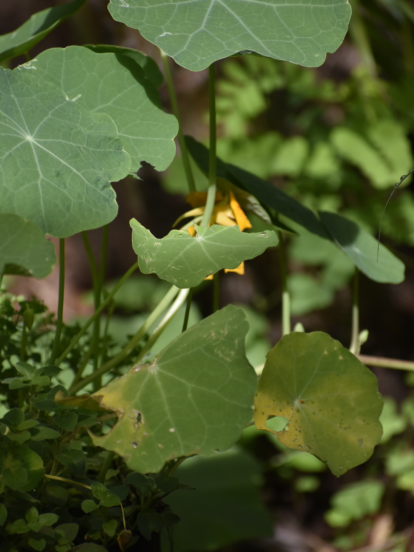 There’s something about the days after rain… everything feels alive again 🌧️ ☀️
A fresh round of eggplant is ready to harvest! Cucumbers finding their way, and tomatoes and chillies slowly taking root.
In between, we’re harvesting abundance in the simplest ways, a mix of salads, spinach, beets, herbs, and chillies! 🪻 🌶️ 🥗 
