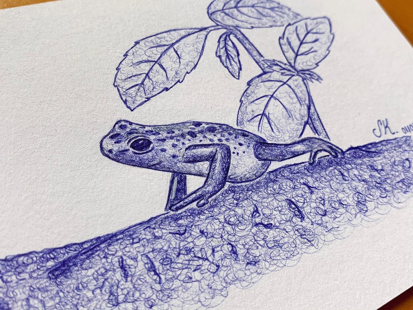 Una pequeña ranita 🐸
•••
#illustration #draw #drawing #frog #rana #colombia #florayfauna #nature #plant #bic #ink #art