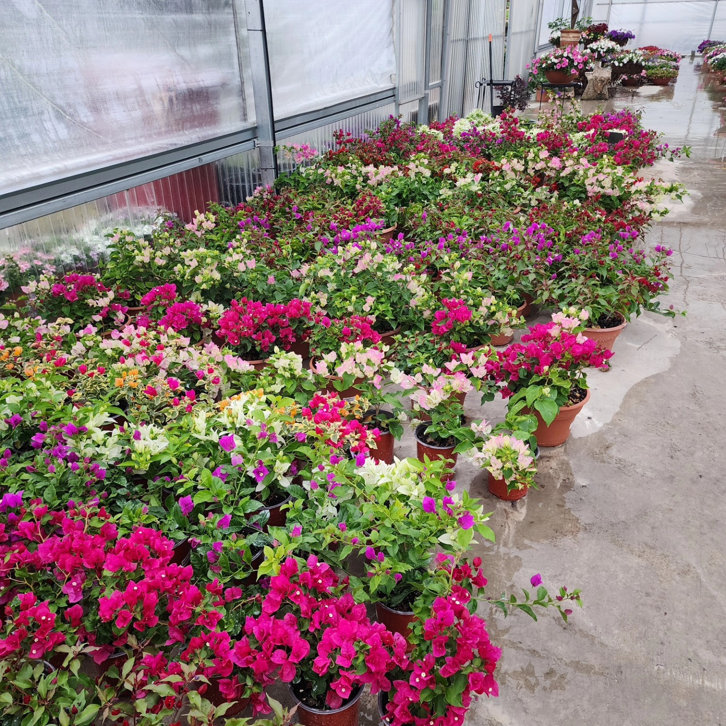 BOUGAINVILLEAS ARE HERE!
This is not a drill!
We are open even with the heavy rain and nasty weather.