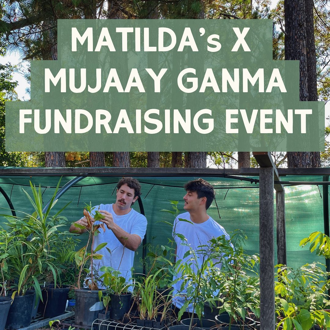 Matilda's will open on January 26 to raise funds for the @mujaay.ganma foundation and their work in establishing and growing the native nursery in Bowraville. Kyah Lulham & Cooper Nugent will be serving specials utilising local native ingredients. The Matilda's team will be donating their time with all profits from the day going towards the Mujaay Ganma Foundation.
We will be open from 12-late with the regular Matilda’s menu, this includes antipasti between 2pm-5pm.
The following specials will be available 12pm-2pm & 5pm-Late, or until sold out:
Pipis with lemon aspen, Calabrian chilli, native vermouth, garlic Beurre Blanc
Buffalo mozzarella, tomato carpaccio with desert lime, pink peppercorn vinegar, native thyme, lime dust.
Kangaroo tartare, Dorrigo pepper, pickled turnip, eschalot, nasturtium capers, Kipfler potatoes, confit quail egg.
@burrawonggaian confit duck Maryland, Davidson plum purée, mixed quinoa citrus Samphire salad, duck bone jus
Twice cooked 250g Lamb rump, Warrigal greens chimichurri, @nambuccavalleyaquaponics Dutch carrots, smashed garlic butter Kipfler's.
Wattleseed Tiramisu
@spiritoftherainforest Davidson Plum sour cocktail
Call or book online via our website