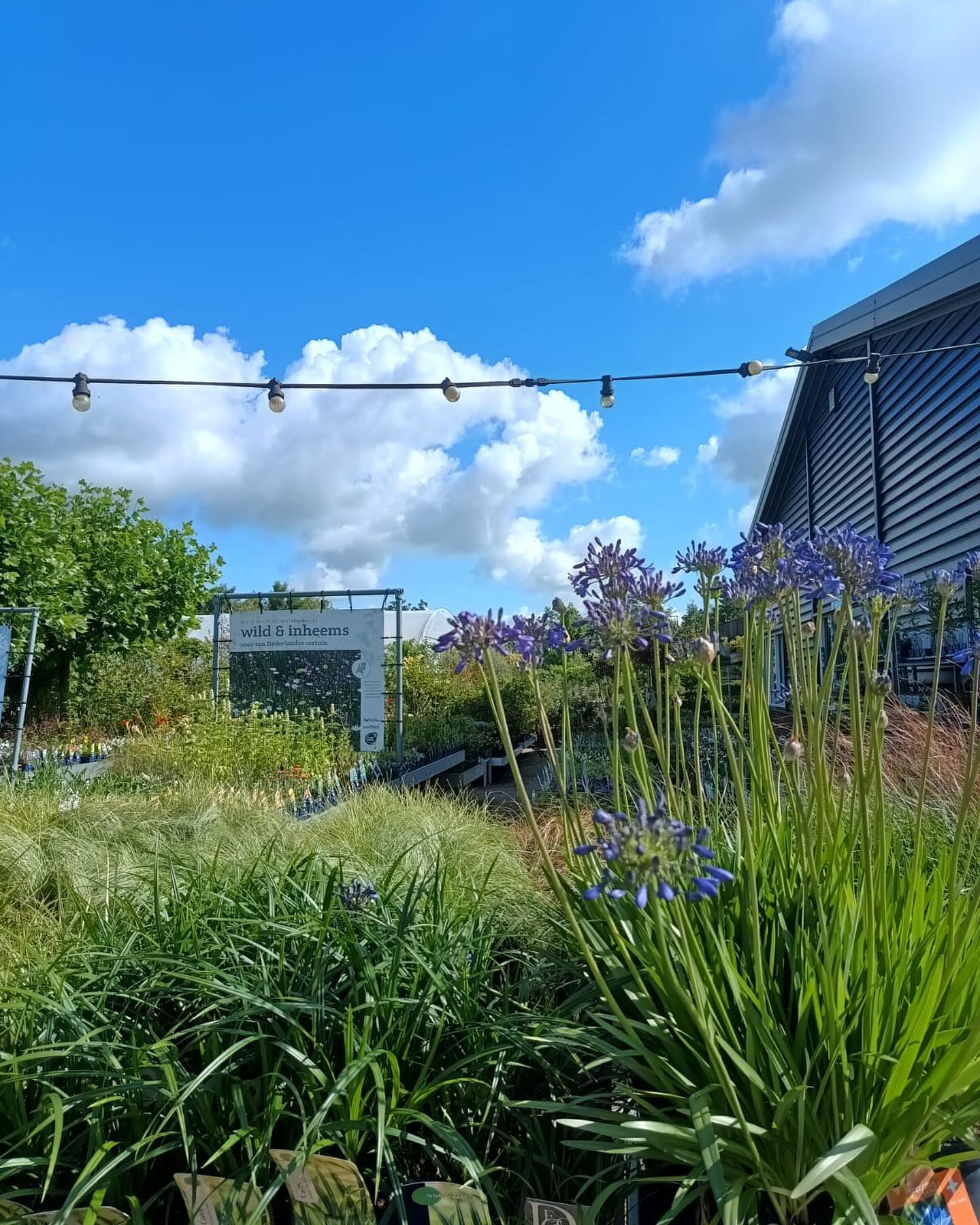 Mooi weekend! Op zondag zijn we gesloten maar van maandag t/m zaterdag staat het adviesteam klaar vanaf 08:30 om je op weg te helpen met je groenprojecten.
Van slimme tuinoplossingen tot mooie beplantingsplannen. Het plantencentrum staat weer vol moois!
🍀
#bijzonderezomer #perennials #tuinplantengorinchem #gorinchem #gorcum #arkel #vasteplanten #detuinin #detuininjuli #tuinieren #tuintips #tuinidee #tuininspiratie #tuinadvies