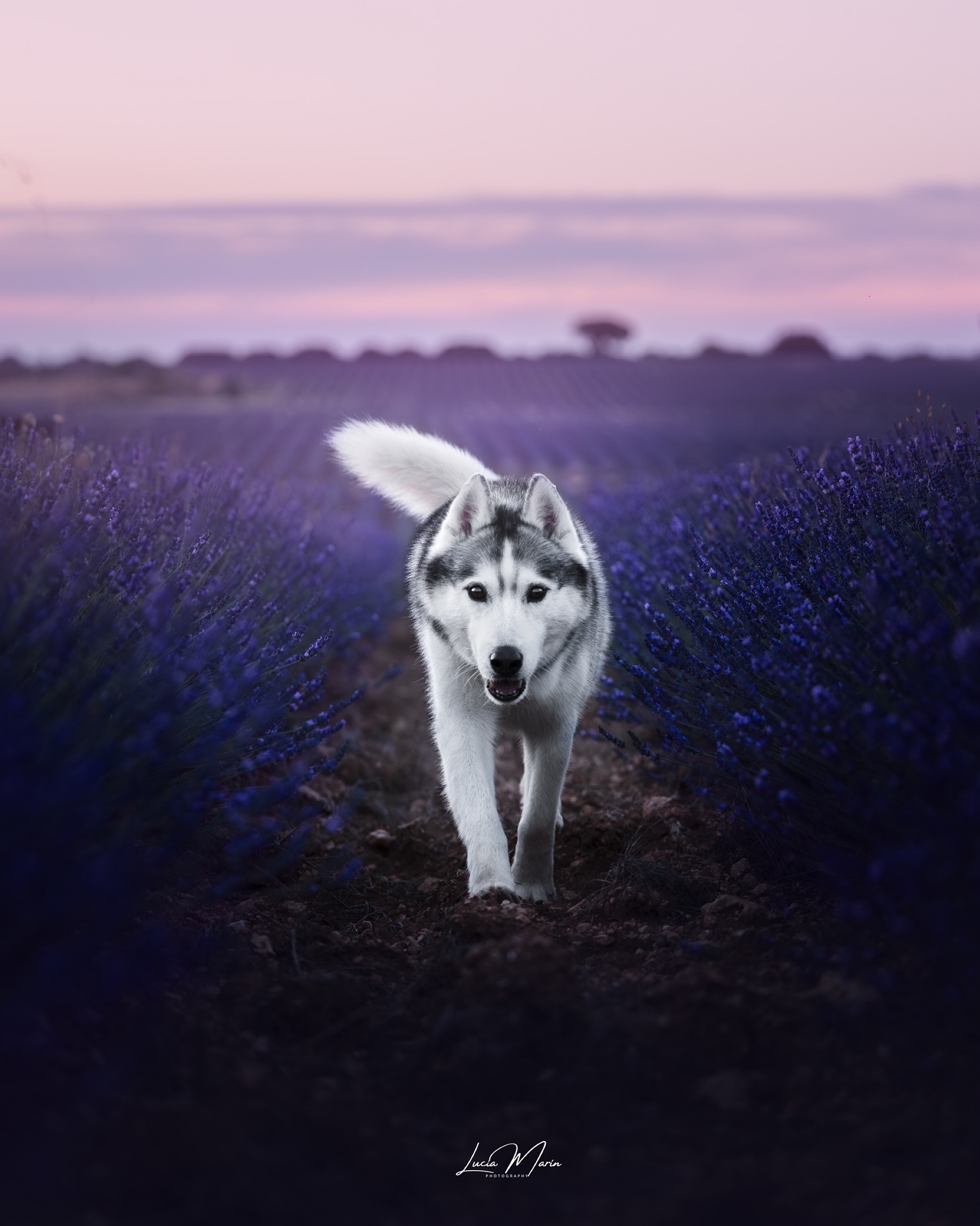 🐺Haunting Lavender🐺
Se vienen unos meses muy locos y es que tiene pinta que hasta Navidades no va a haber descanso😅
Entre la vuelta a la uni, Exposiciones caninas, Workshops y sesiones me va a quedar poquito hueco para todo lo que no tenga que ver con fotografía. Aún así, de momento voy a ir obligándome a dejarme huecos y findes para desconectar con mis pequeños y no saturarme🐕
¿Cómo pinta el resto de vuestro año?📝
📸: Si quieres tu propia sesión escríbeme ahora un mensaje y no te quedes sin tu hueco este 2024!