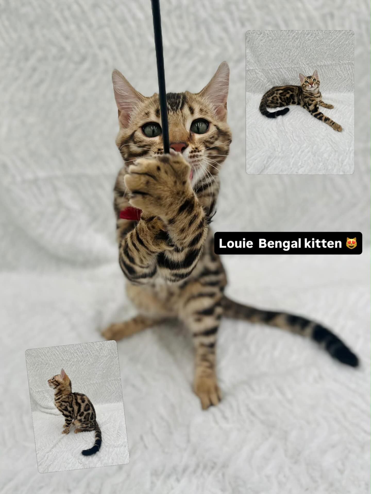 Spring is officially here 😻 #bengal #bengalkitten #bengalcats #kitten #fyp