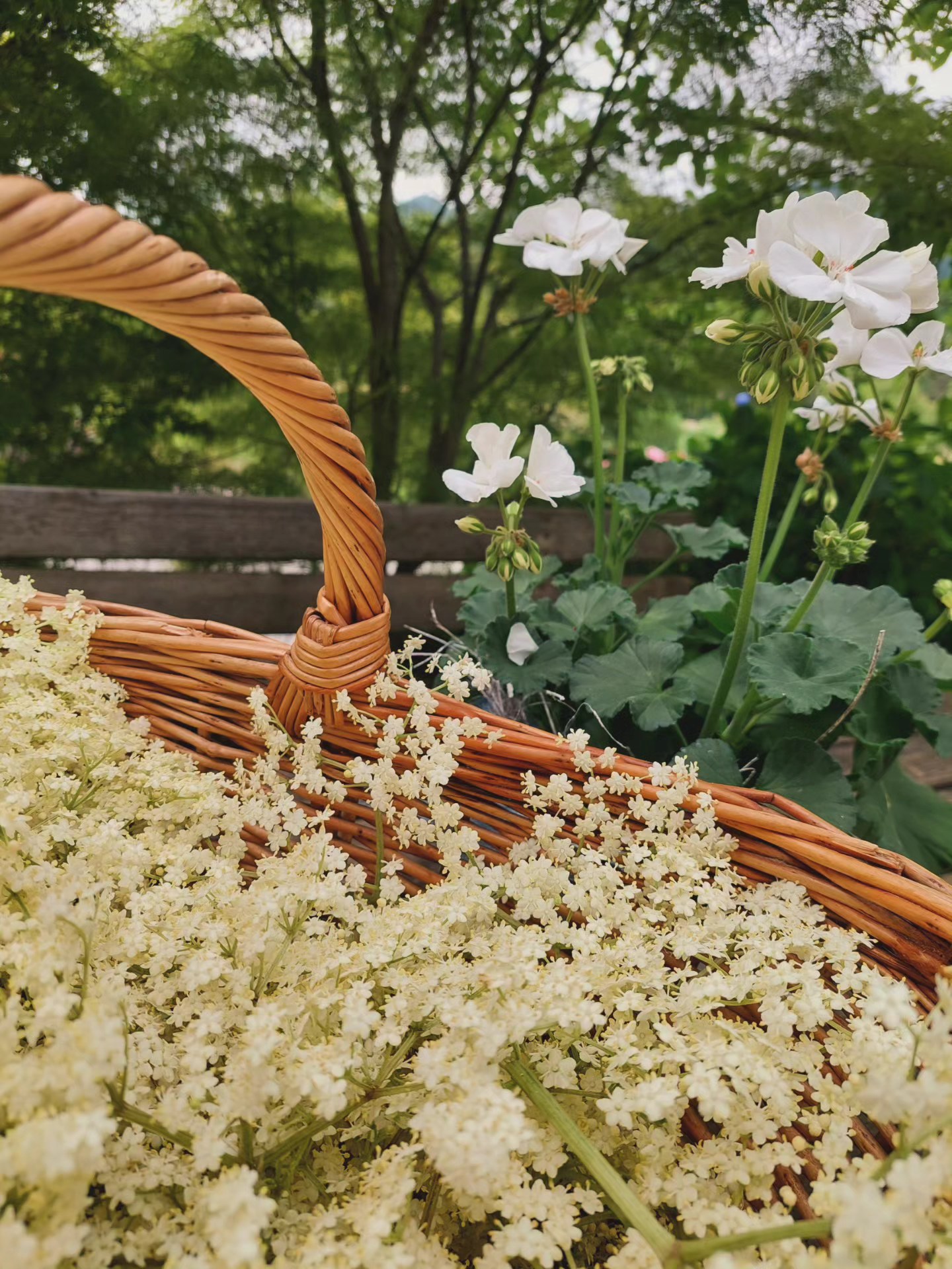 Überall blüht der Hollunder... wir haben leckeren Hollundersirup daraus gemacht😋
Nur, solange der Vorrat reicht....
#hollunder #holler #hollundersirup #selbstgemacht #selfmade #urlaubaufdemsamerberg #urlaubaufdembauernhof #ferienwohnungen #weissnhof_samerberg #weissnhof #wanderhöfesamerberg #wanderhöfe #samerberg #servussamerberg