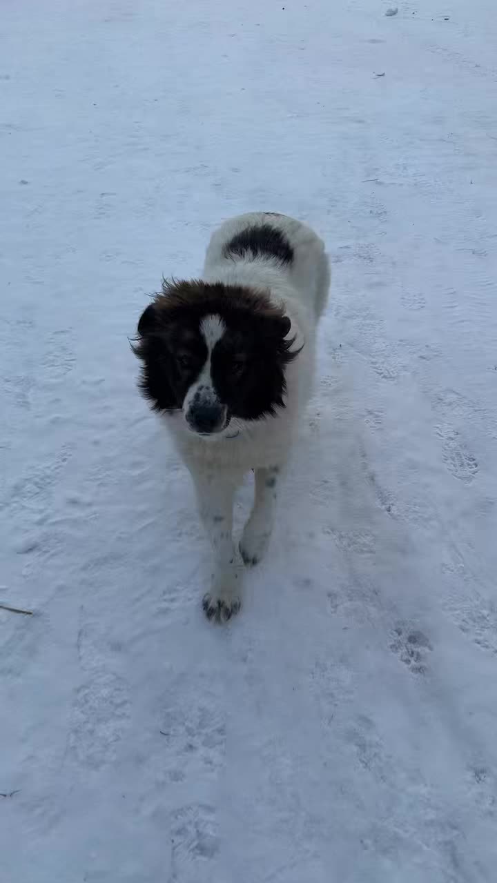 Anyone else ready for bed?
#reindeer #alaskalife #horse #dog #night