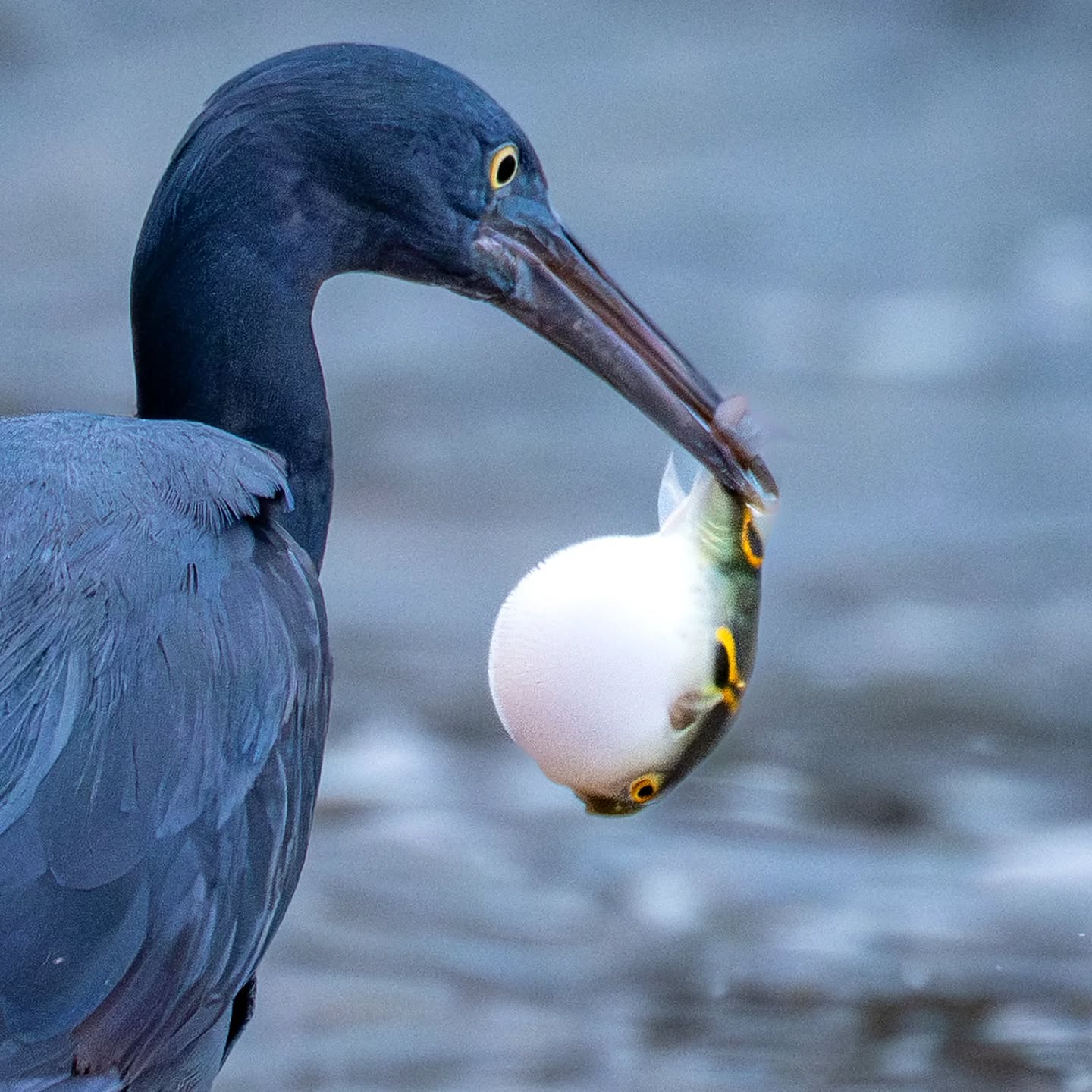 I got a balloon weeeeeee!!
Pacific Reef Heron with not so happy puffer fish.
@aneyefordetails
#bird #birds #birdphotography #birdsofinstagram#animalsofinstagram #wildlifeofinstagram #wildlifephotography #nature #naturephotography #wild_perfection #wildlifeaddicts #nikon #nikonasia #planetearth #nationalgeographic #hongkong #fish