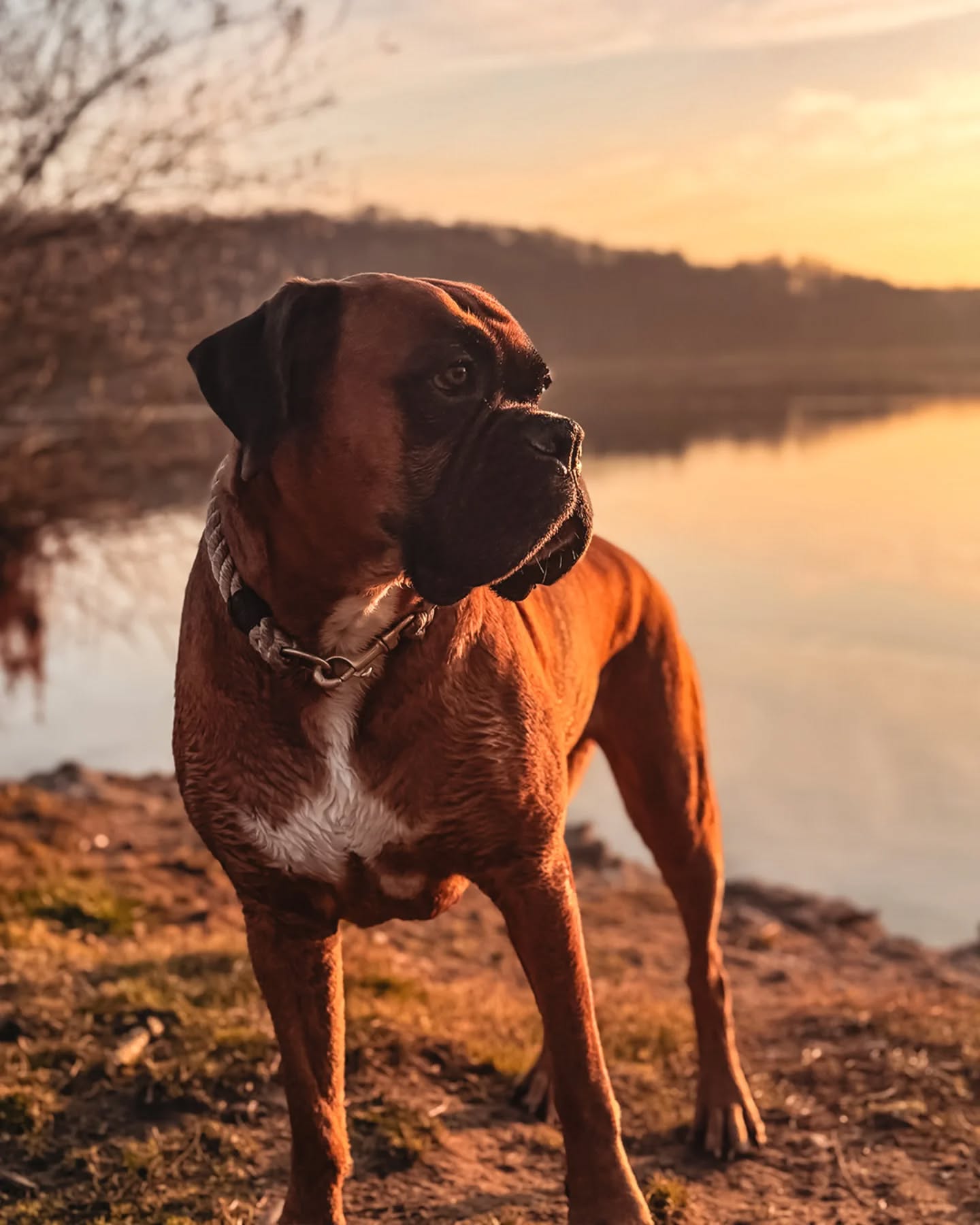 𝗘𝗶𝗻 𝗿𝗼𝗯𝘂𝘀𝘁𝗲𝘀 𝗛𝗮𝗹𝘀𝗯𝗮𝗻𝗱 𝗳ü𝗿 𝗪𝗮𝘀𝘀𝗲𝗿𝗿𝗮𝘁𝘁𝗲𝗻 – 𝗸𝗲𝗶𝗻 𝗣𝗿𝗼𝗯𝗹𝗲𝗺!
Unser Tau kommt direkt vom Hamburger Schiffsausrüster und ist somit ohne Zweifel für den Wassereinsatz 💦 geeignet!
👍🏻 einfach an der Luft trocknen lassen
👌🏻 keine besondere Pflege notwendig (wie z.B. bei Leder)
👉🏻 das Material bleibt weich und flexibel
💪🏻 langlebig und robust im Alltag
Edda trägt unser Halsband VENDING – einfach gelegtes Tau, starkes Takling, simples Design und ein minimalistischer Look 👀
📷 @edda_theboxer
#deutscherboxer #boxerhund #tauhalsband #tauleinenmanufaktur #allesaustau