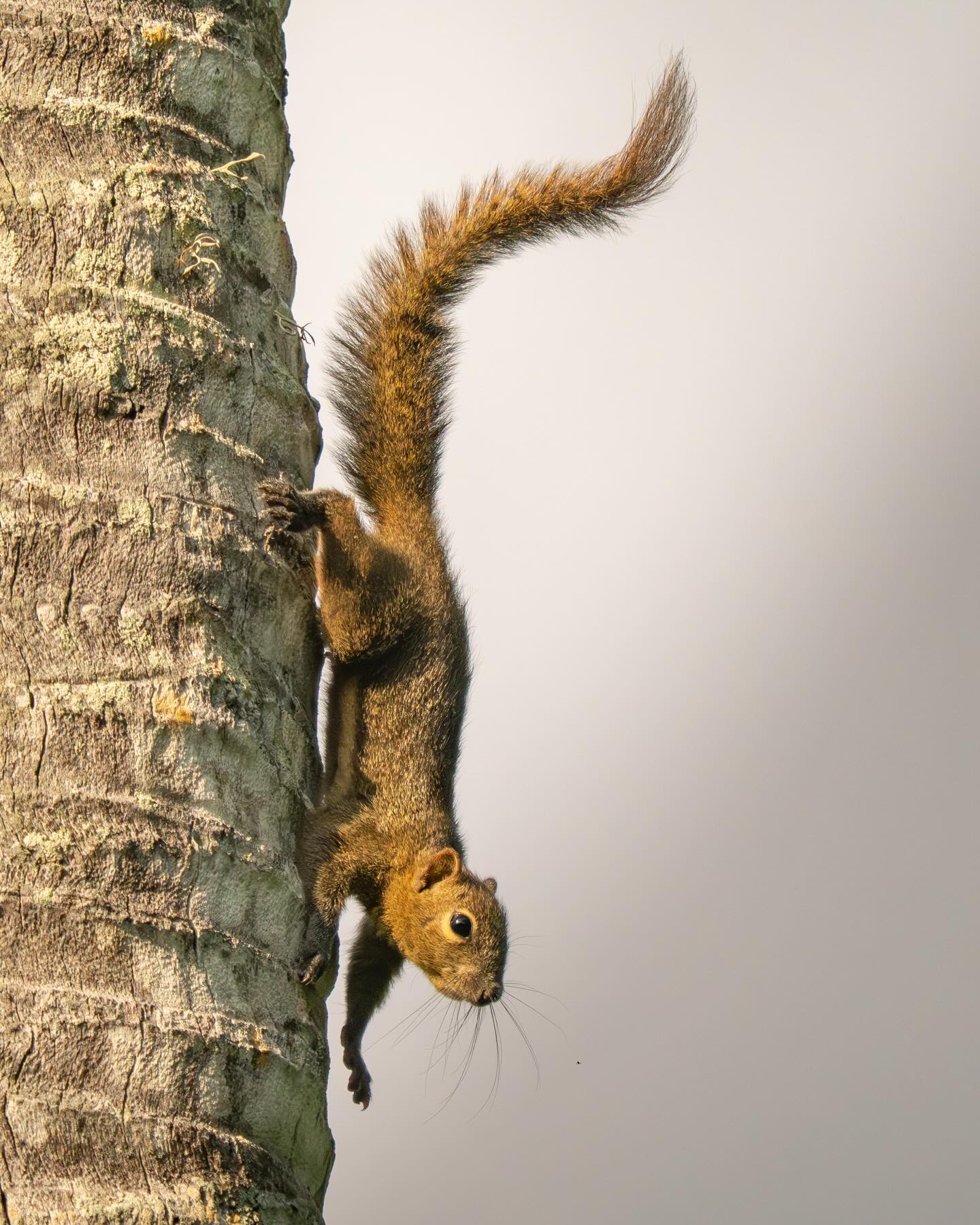 Squirrels 🐿️ 😍 Just love watching these little critters zip around the trees and boy they are fast!! Tree Squirrel 🇮🇩 #nuts_about_squirrels #indonesia_photography #wildlifeindonesia