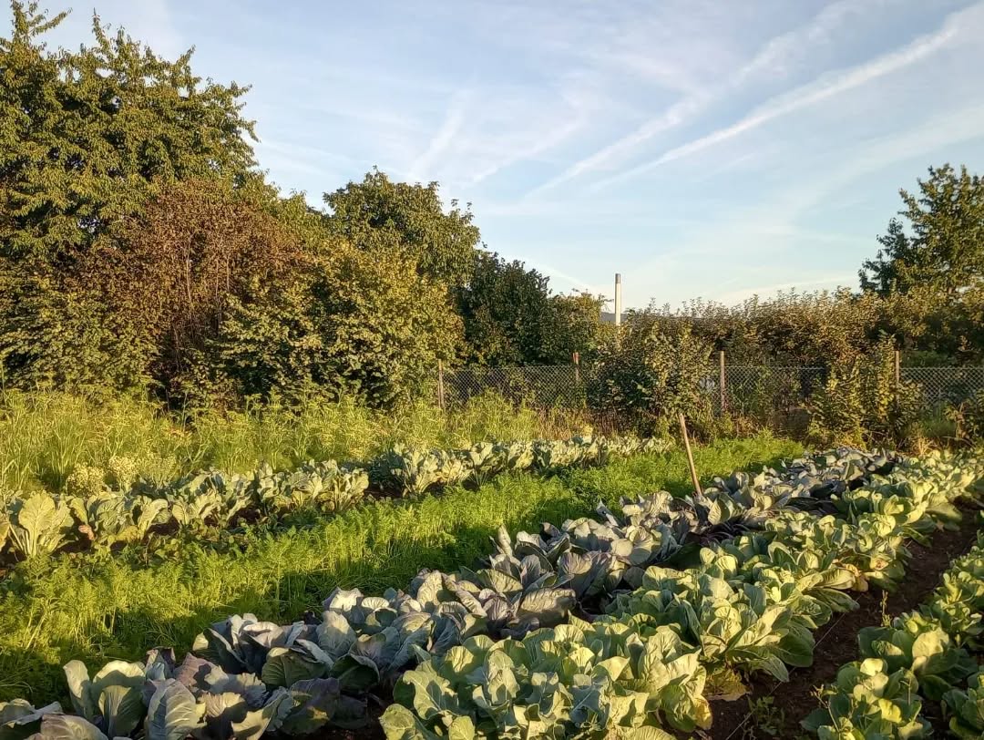 Impressionen/ Sommer☀️🌱
#marketgardening #heidelberg #regenerativelandwirtschaft #regenerativefarming #solawi #gemüseanbau #queerfarmers #abokiste #slowfooddeutschland #wildraum