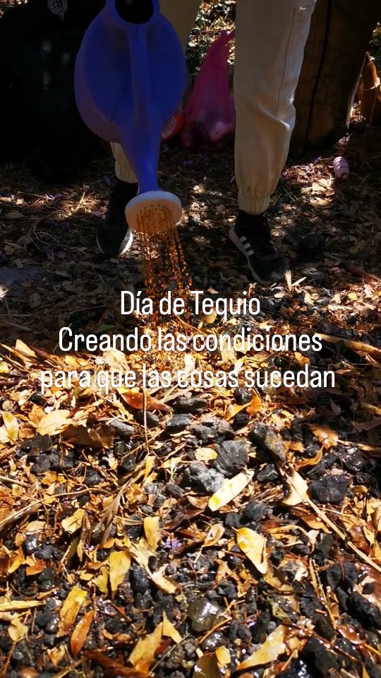 Transformando hojas y residuos en alimento para la tierra.
Si te gustan las plantas medicinales, es importante que sean cultivadas con amor y cuidado libres de todo lo que no quieres en tu vida.
#lasfriegas #latintureria #tinturamadre #huertomedicinal #medicinadelamadretierra