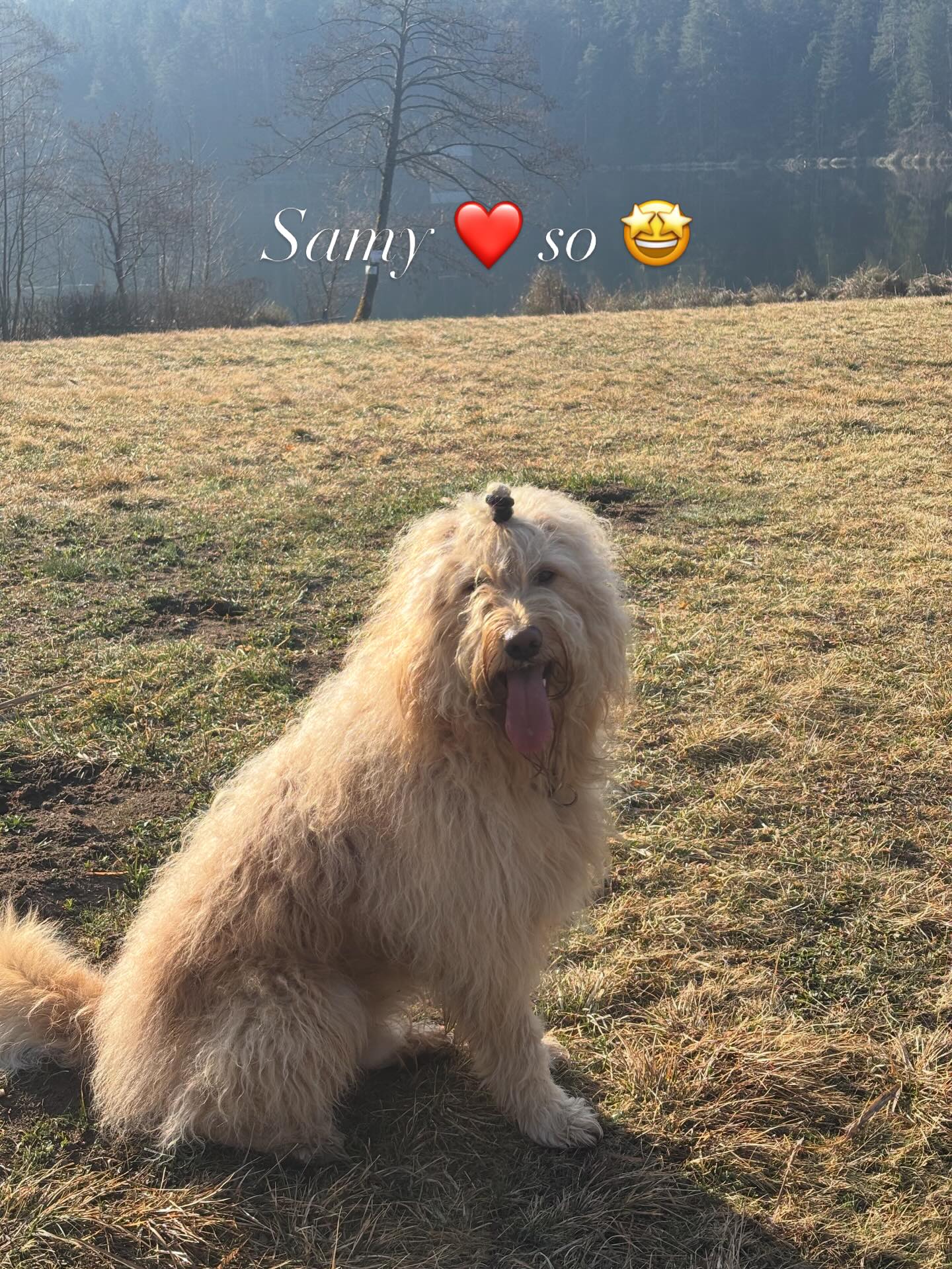 Schöner Samy ❤️ #worldsamys #mel4animal #saissersee #veldenamwoerthersee