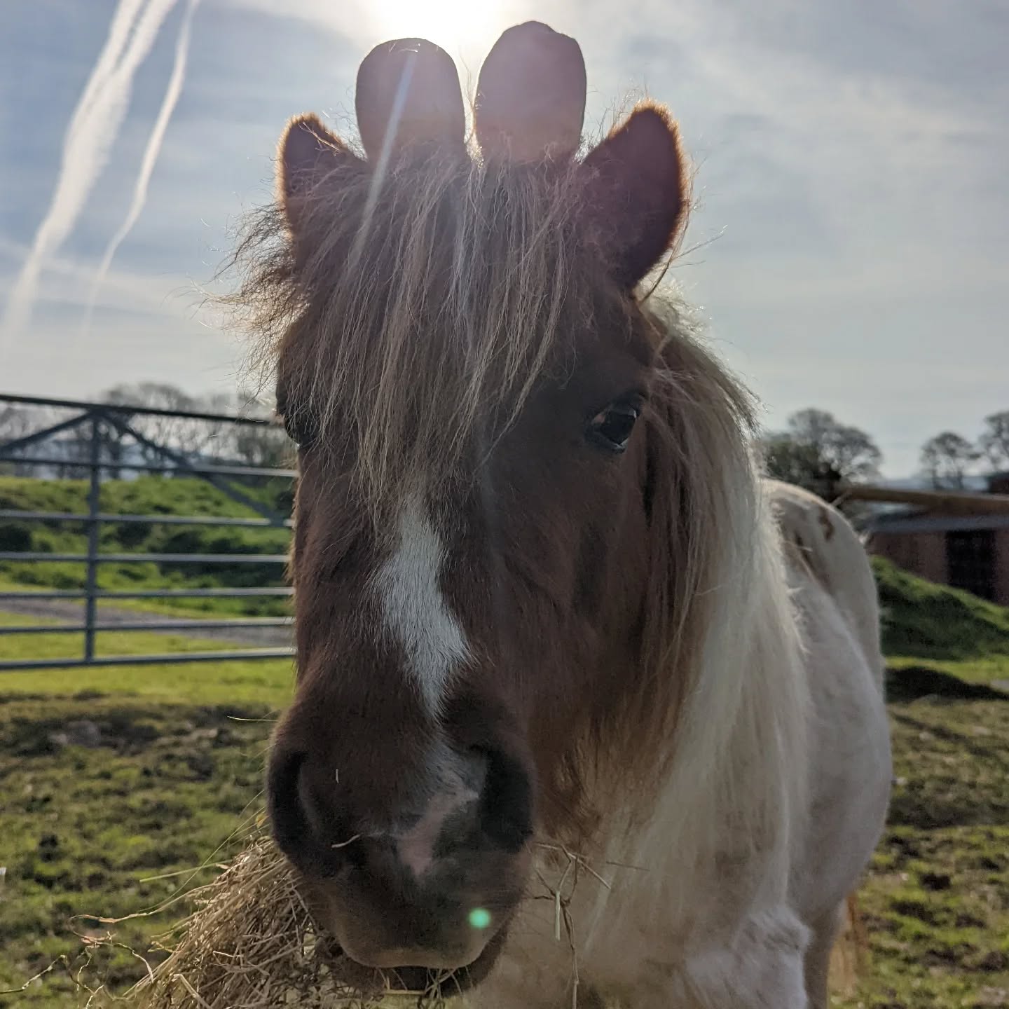 “Spend Easter where the mornings are slow and the company is this cute 🐴🌸 Book your stay now”
#holidaycottage #holidayhome #familyholiday #makememories❤️ #easterholidays