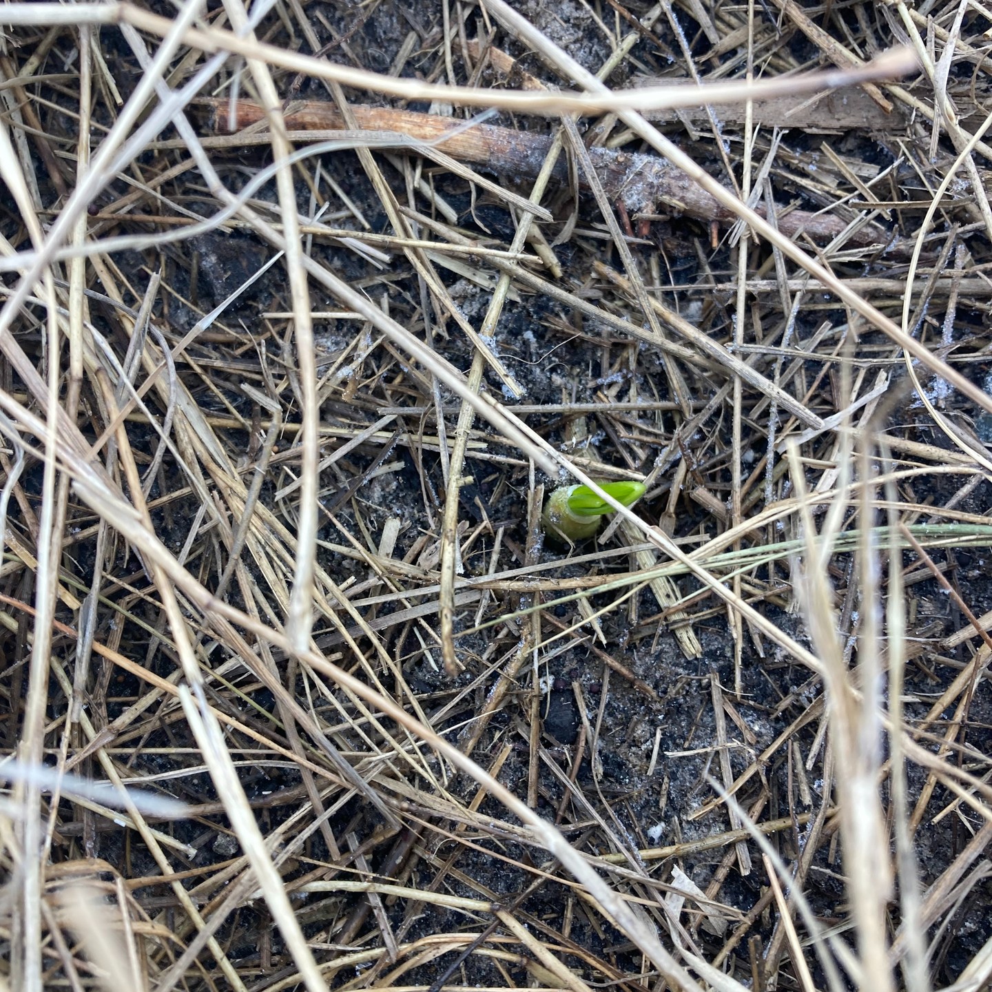 Equal night and day.
Happy Spring Equinox! The Earth's axis, normally tipped toward one hemisphere or the other, is straight today, making sunlight fall equally on both hemispheres. With all of the chaos and suffering that we contiue to create in the world, the Earth keeps on spinning around the sun. Today most beings of the world experience 12 hours of daylights, 12 hours of darkness. Regardless of who you are, where you live, we all still experience the same incredible consistency of the physics of our planet.
#garlicsprout
#happyequinox
#allinhabitantsofthesameplanet