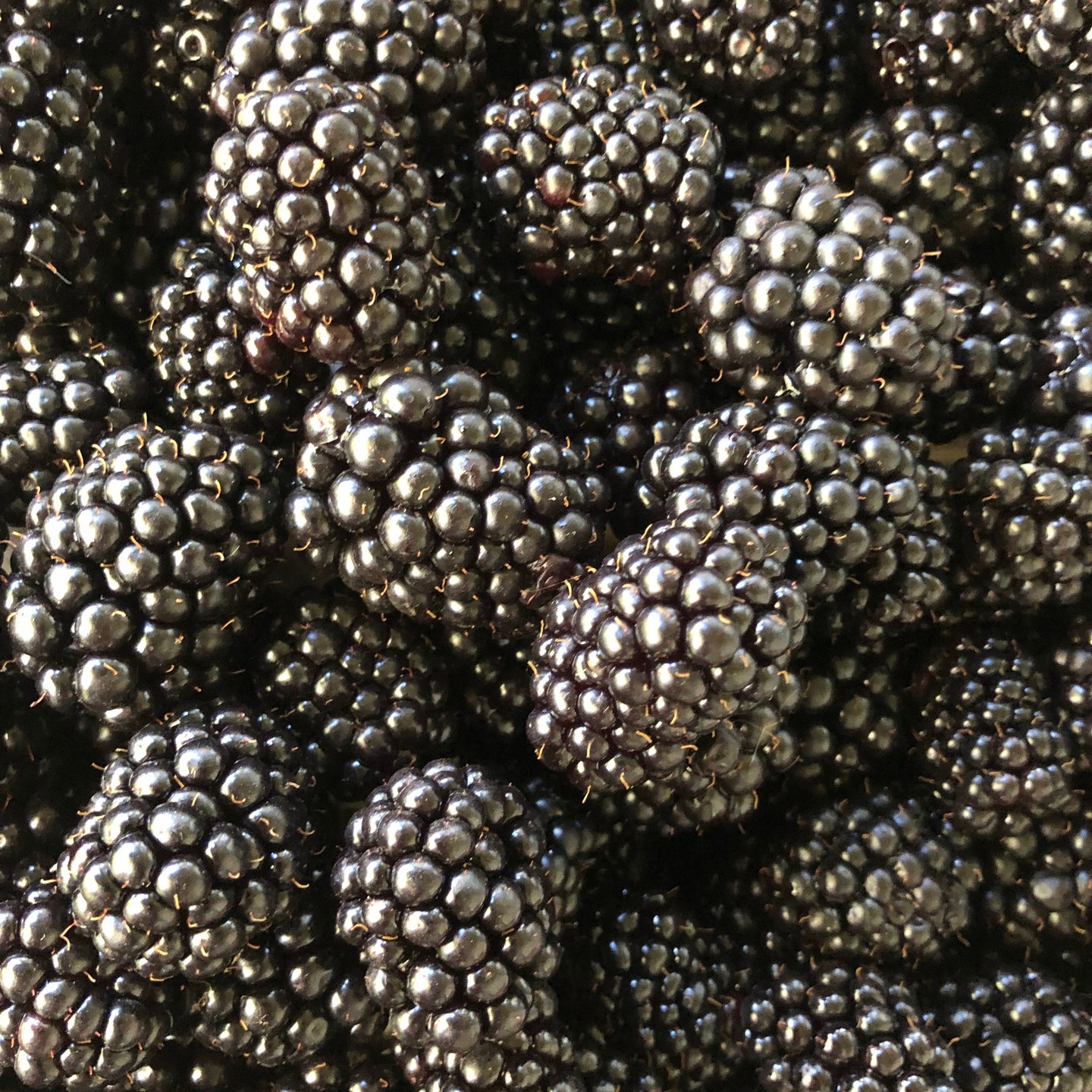 Wow, I thought May flew by way too fast and already we’re launching August! 😮Yeessh… sorry guys for the lack of IG posts.
It’s peak season for BC Lower Mainland and Okanagan produce with peach melba now in stock, plus blackberry kirsch jelly making her re-appearance. So excited to welcome the second wave of strawberries, and delightfully we managed to scoop up some end-of-season raspberries. So more raspberry cardamom jelly for sure.
And yes, my friends, we will have more strawberry star anise and strawberry Thai basil at our next markets!! Plus a little gift jar for Rayna as she turns 2 years old this year! 🎉
The cucumbers @forstbauerfarms are in their delicious nutritious peak, plus dill weed is flowering. And omg look at those gorgeous Bogatir garlics from @bcgarlic!!! That means Epicure Preserves’ garlic dill pickles are now being canned and will be ready for purchase in another 6 weeks. These babies need time to cure in the brine, so you will have the crunchiest dill pickles starting mid-September.
Here’s our line-up for market dates and locations for August through October.
Note I will be away in Haida Gwaii for 10 days, so will miss a few August markets. Lots of stories and photos to share when I’m back though! 😊
We are continuing with back-to-back markets Saturdays and Sundays plus a mid-week market every other Wednesday.
Saturday @vanmarkets Riley Park Aug 5, 19, 26; Sept 9; Oct 7, 21 10:00 – 2:00
@ubcfarm UBC Farmers Market Aug 5; Sept 2, 16; Oct 7, 21 10:00 – 2:00
Sunday @vanmarkets Mount Pleasant, Aug 27; Sept 10, 24; Oct 8, 22 10:00-2:00
@coquitlammarket Coquitlam Aug 6, 20; Sept 3, 17; Oct 2, 22; 9:00-1:00
Wednesday @portmoodymarket Port Moody Aug 23, Sept 6, 20, Oct 4; 3:00-7:00
Email me if you want to pre-order (epicurepreserves@gmail.com) and don’t forget to bring your empty jars back: 50 cents each towards your next purchase.
Thank you so much for re-cycling and re-using.
#portmoodymarket
#coquitlammarket
#ubcfarm
#BCfarmersmarkets
#yougottabehere
#farmtotable