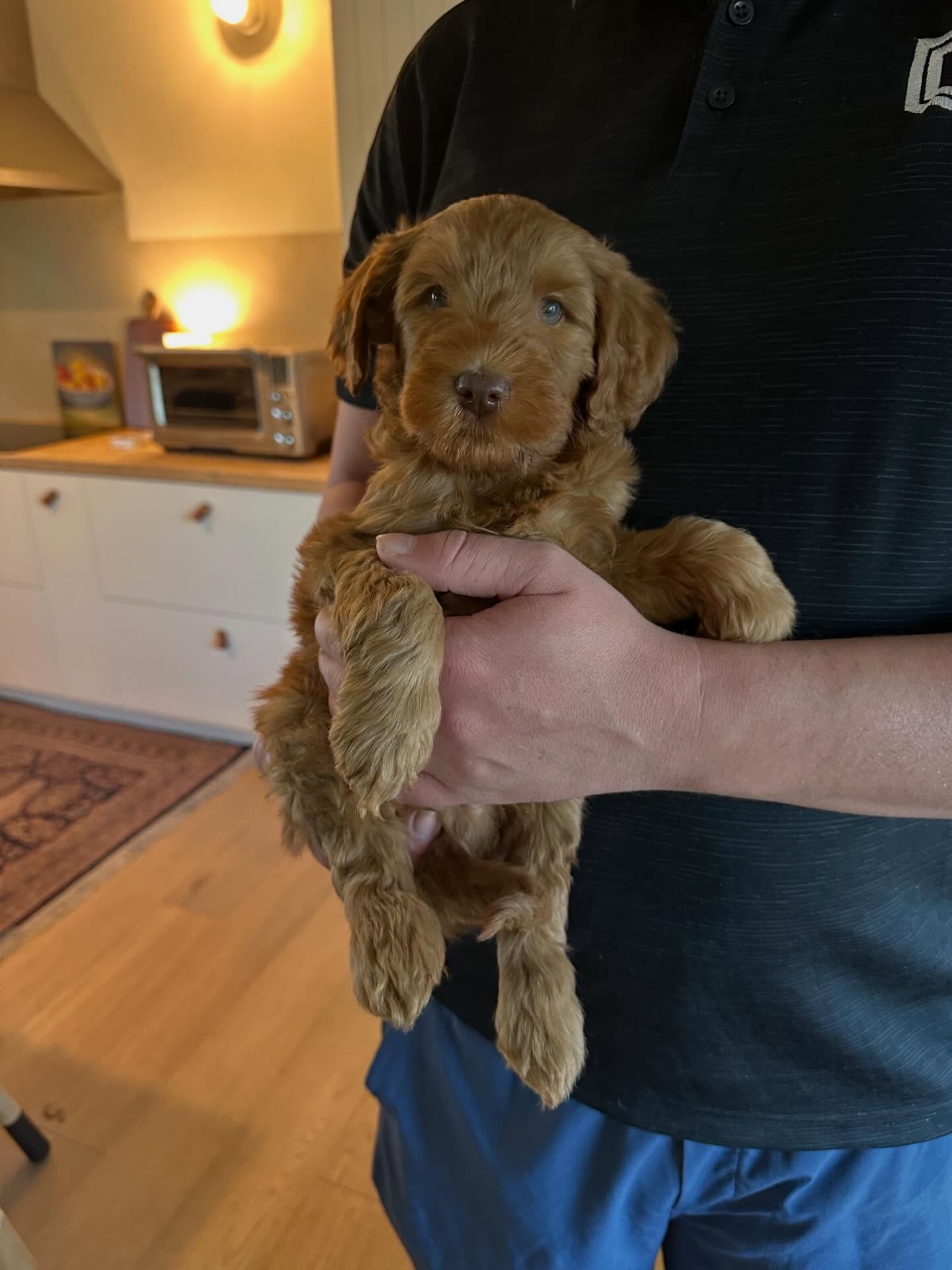 This is Jeremy. Jeremy is the biggest couple bug there is and as sweet as they come. Jeremy is looking for his new home!โค๏ธ