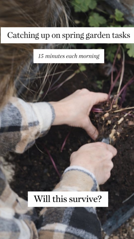 Day 4 of 15 minute garden catch up 🌱
This was a clearance Japanese anemone I fully intended to divide…
and then left a bit too long.
Finally got to it today — slightly more enthusiastically than planned 😅
Part of our plan to grow more drought-tolerant perennials as cut flowers, so hoping I’ve just turned one into four.
We’ll see.
15 minutes, job done (maybe).
💚 Pam x